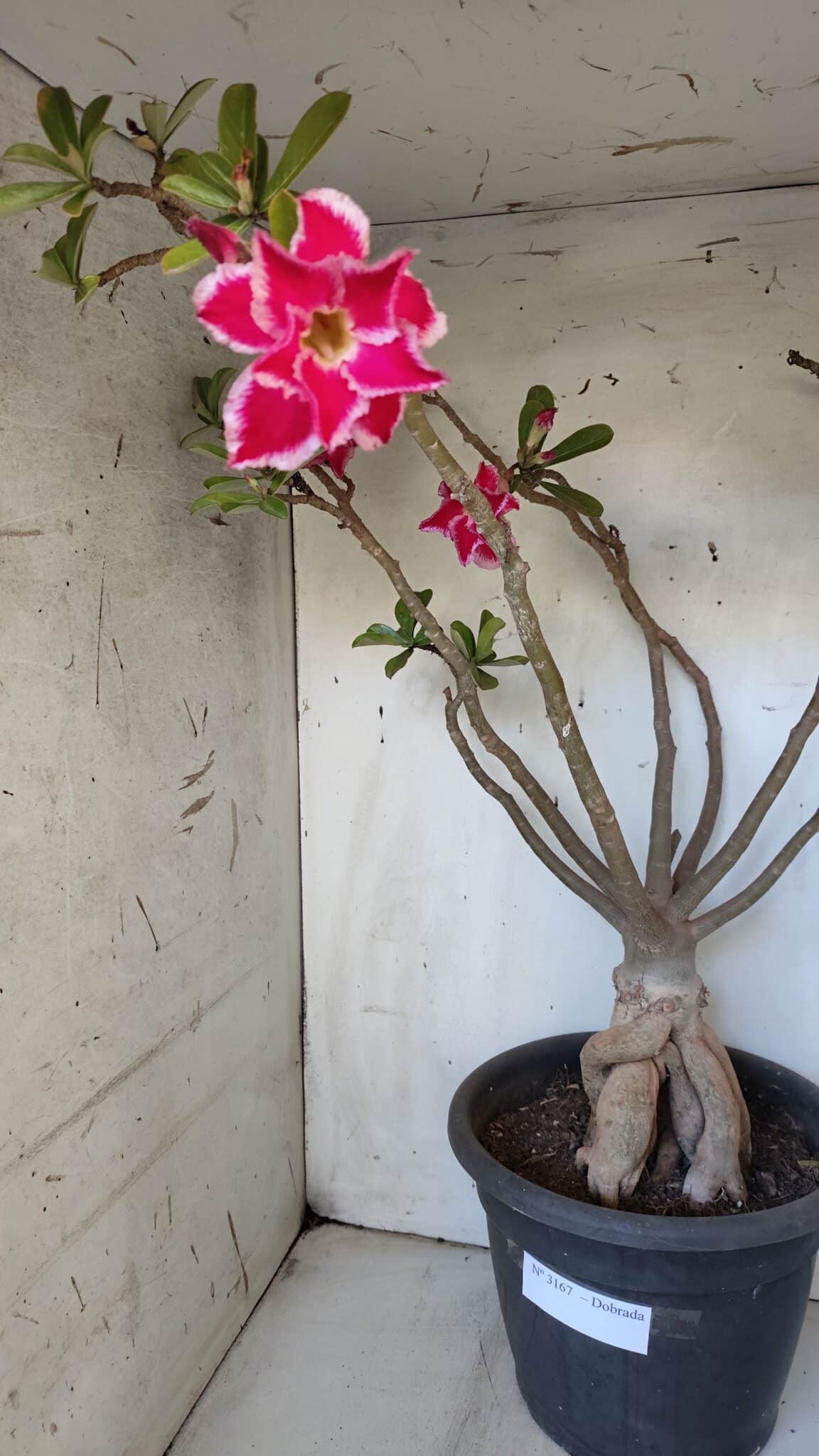 Planta Dobrada 3167 – 65cm – 06 anos