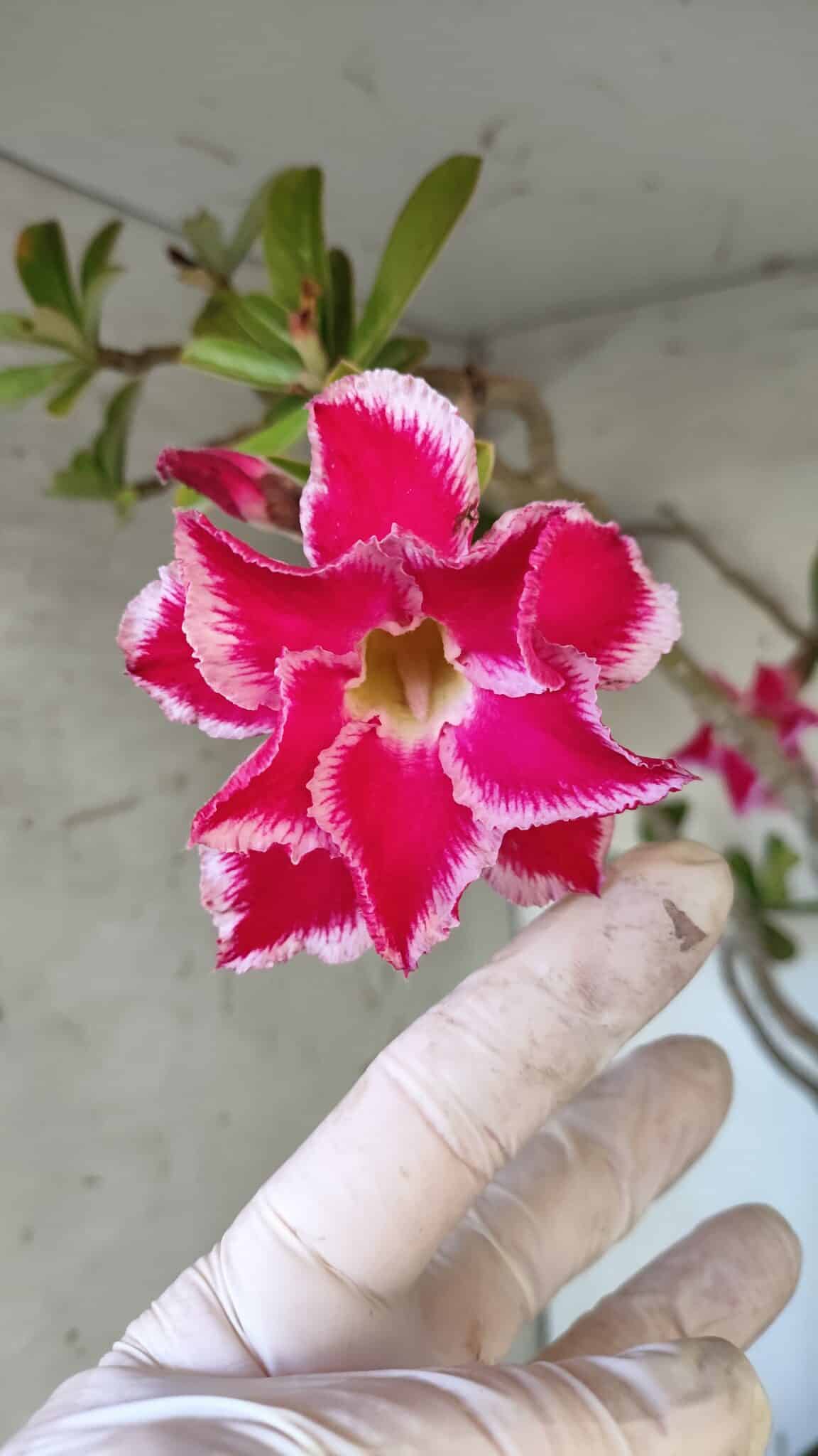 Planta Dobrada 3167 – 65cm – 06 anos
