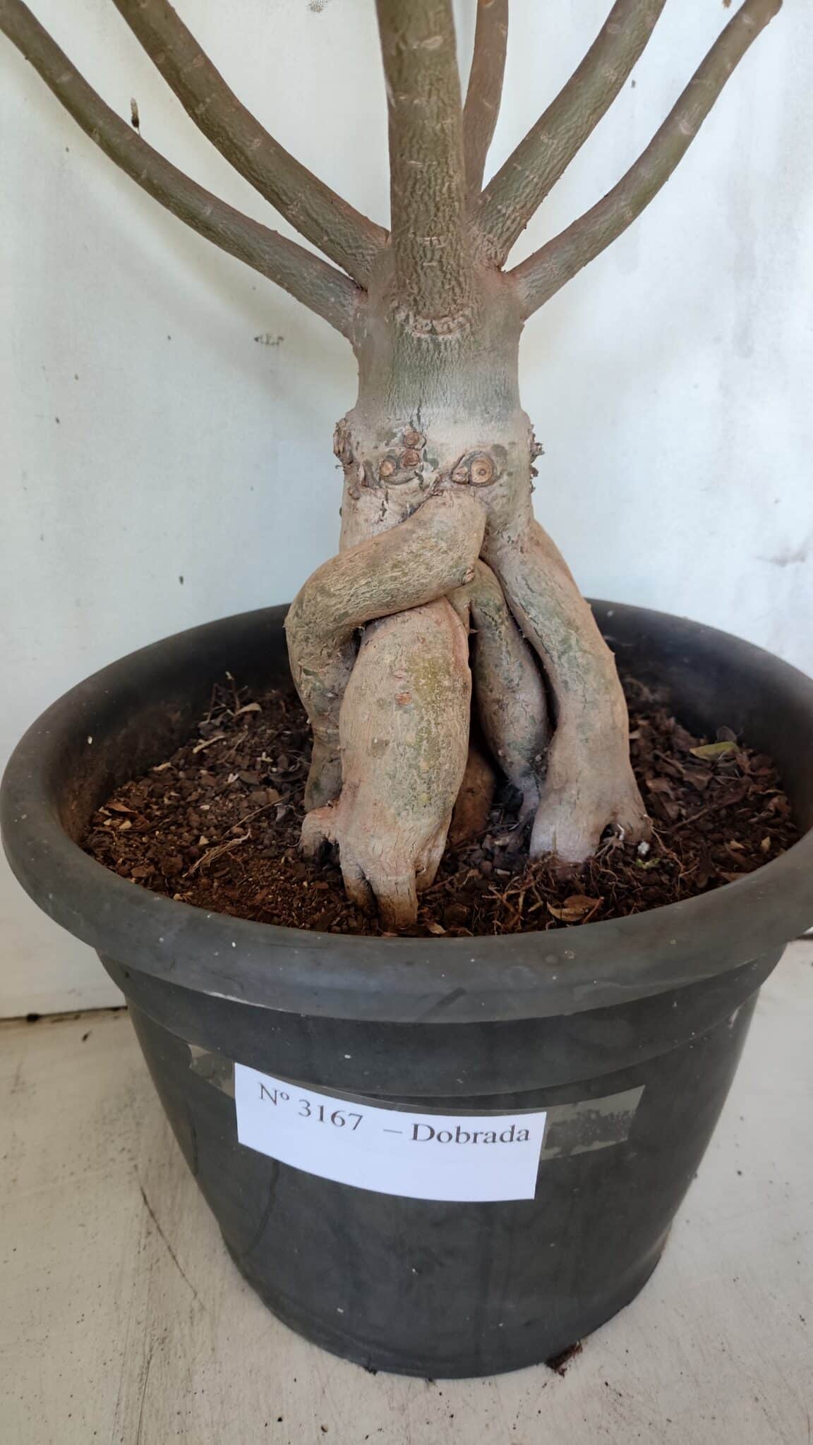Planta Dobrada 3167 – 65cm – 06 anos