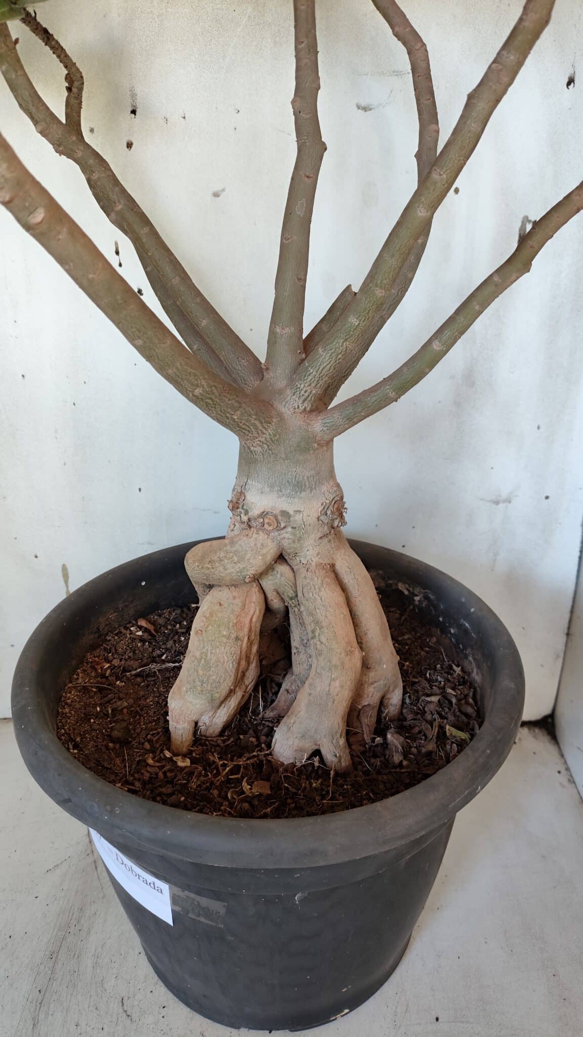 Planta Dobrada 3167 – 65cm – 06 anos