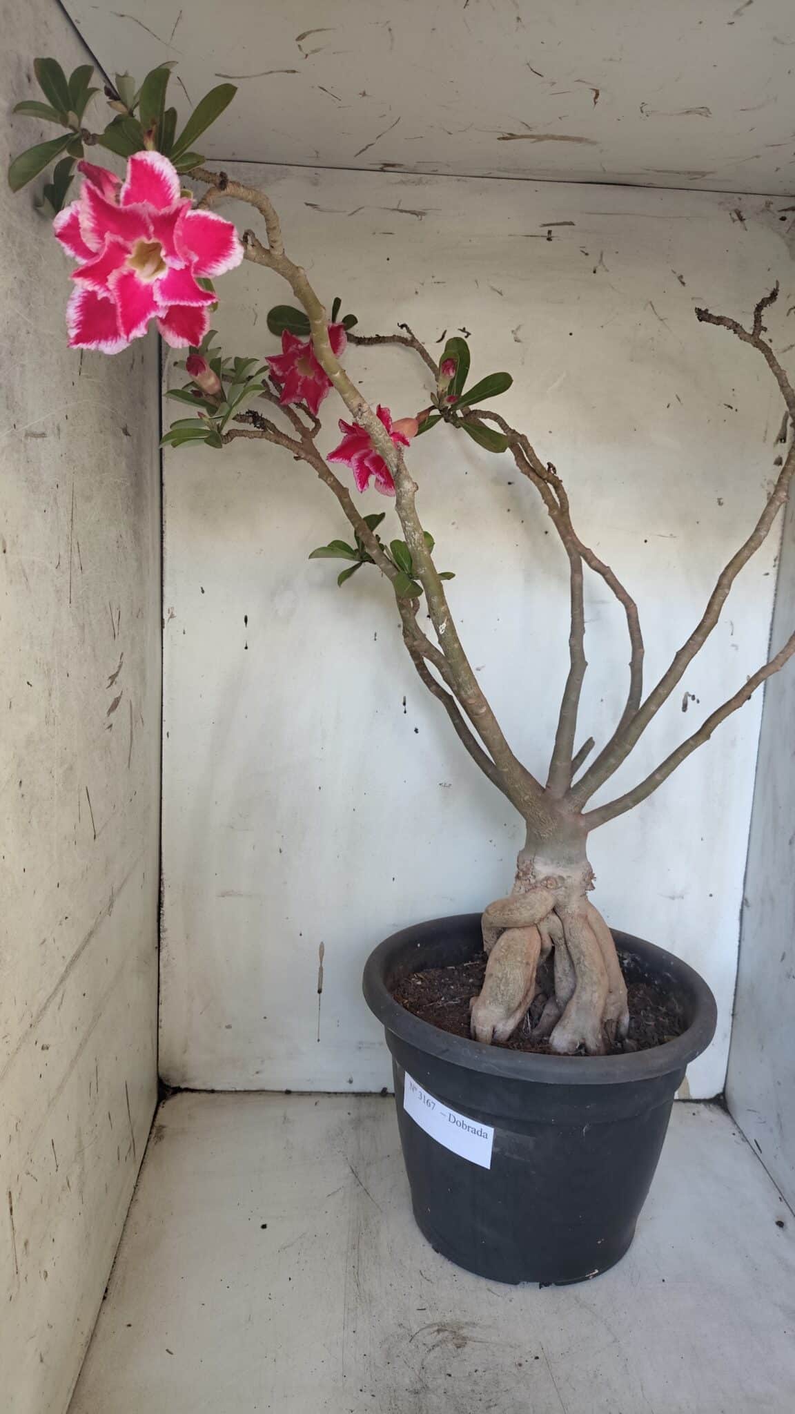 Planta Dobrada 3167 – 65cm – 06 anos