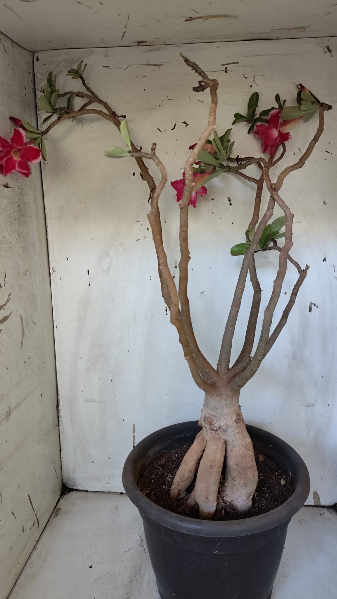 Planta Dobrada 3167 – 65cm – 06 anos