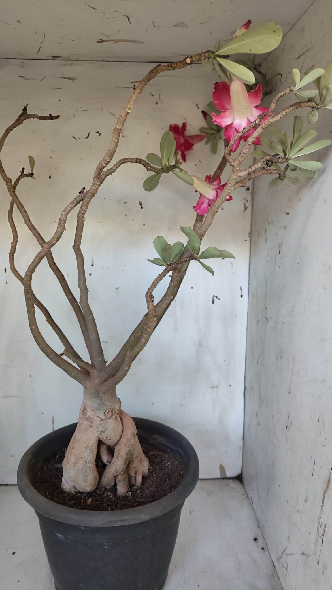 Planta Dobrada 3167 – 65cm – 06 anos