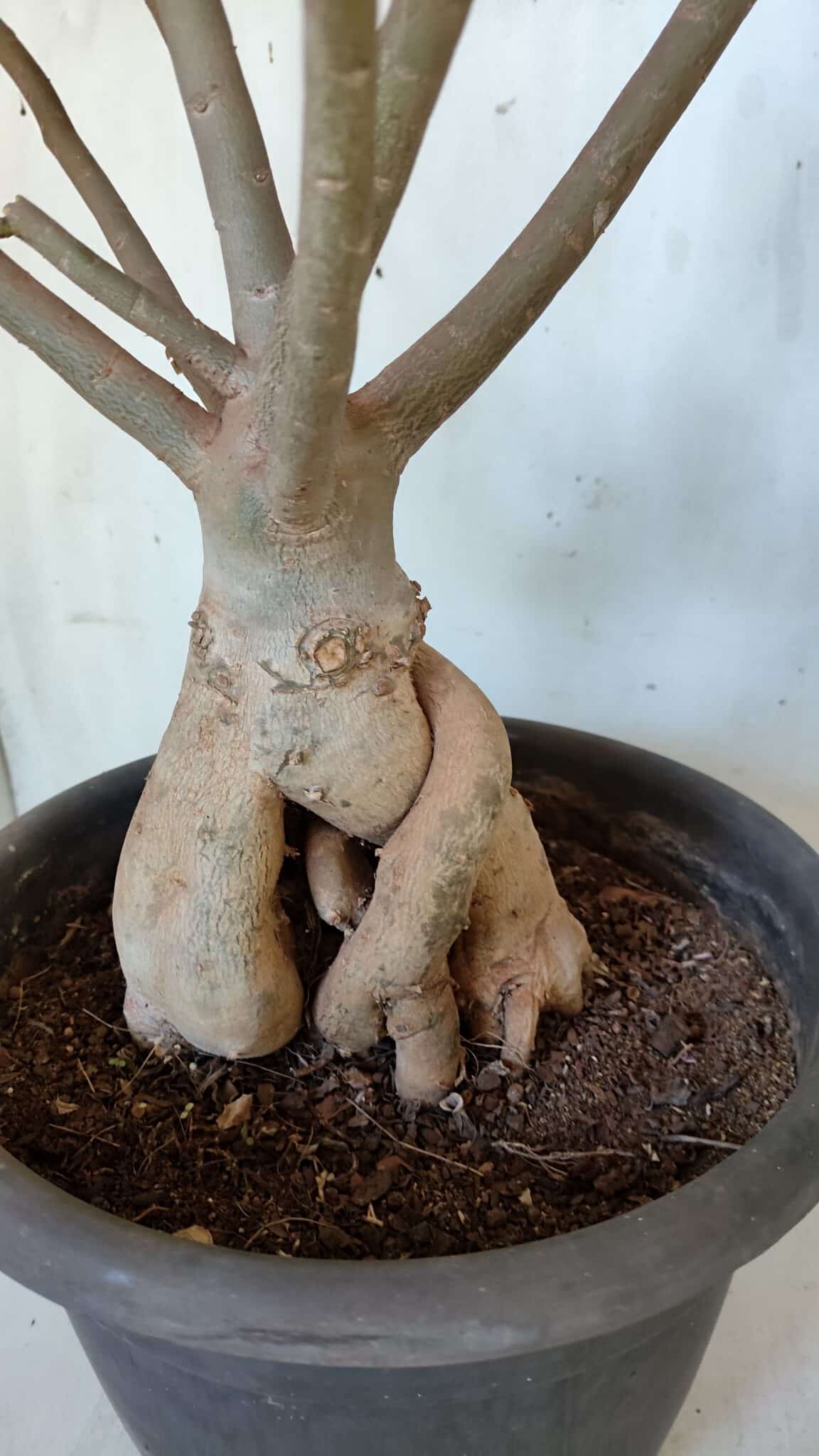 Planta Dobrada 3167 – 65cm – 06 anos