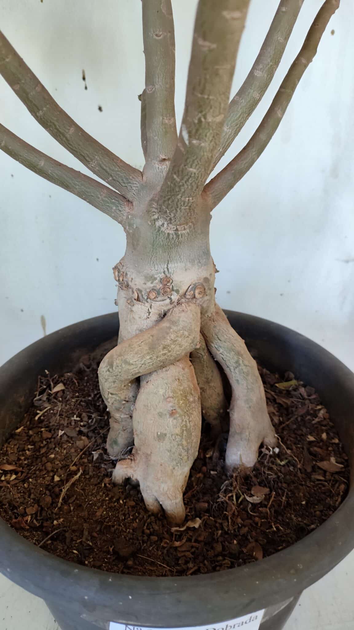 Planta Dobrada 3167 – 65cm – 06 anos