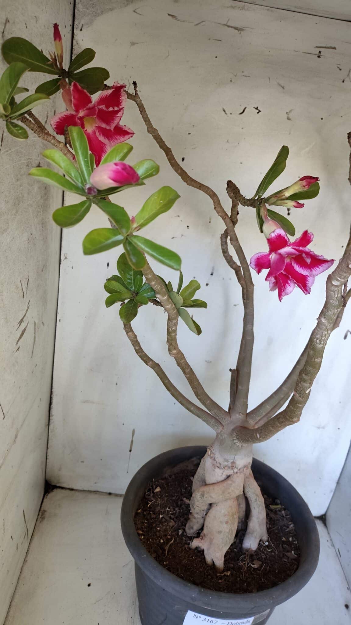 Planta Dobrada 3167 – 65cm – 06 anos