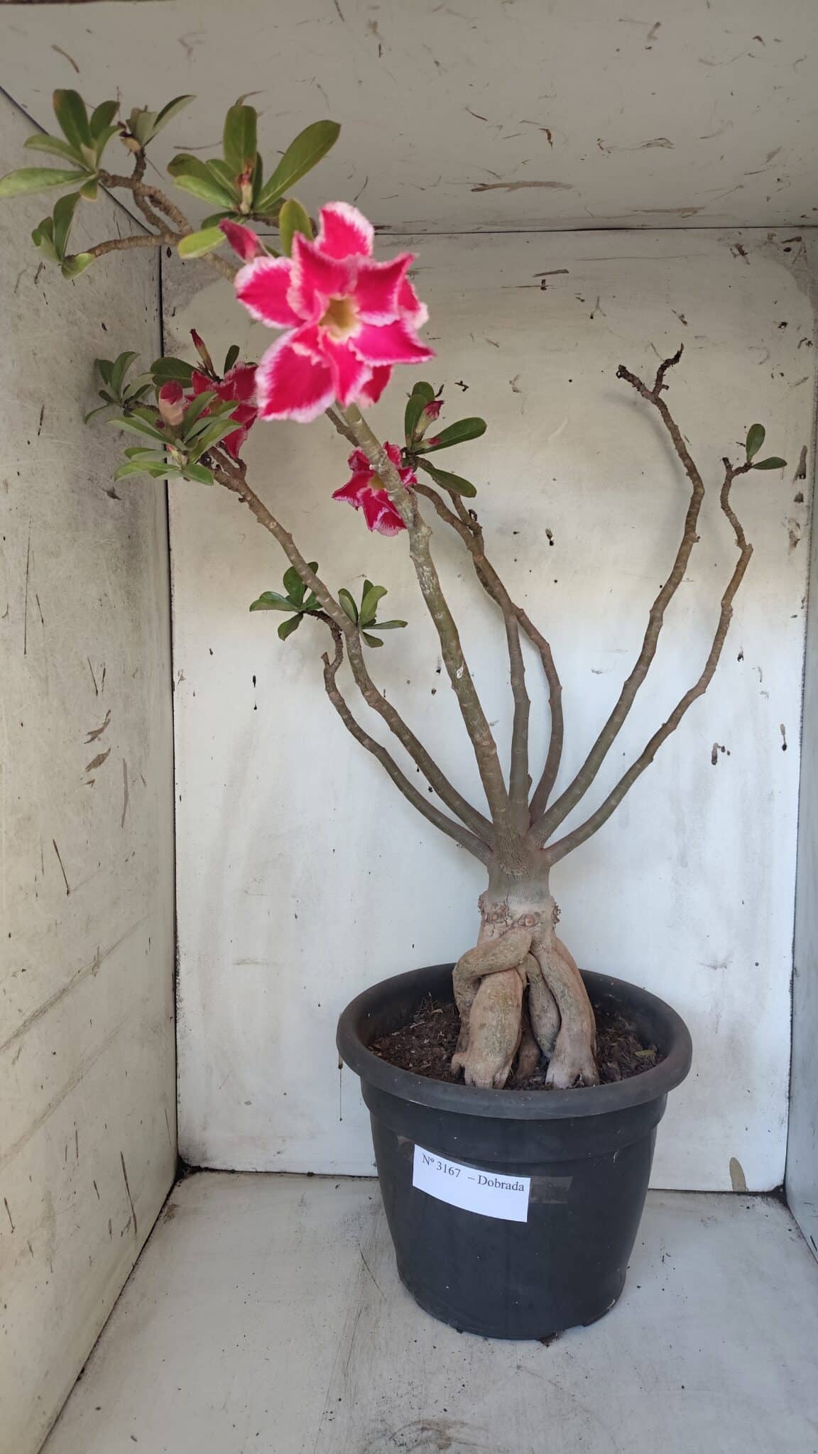 Planta Dobrada 3167 – 65cm – 06 anos