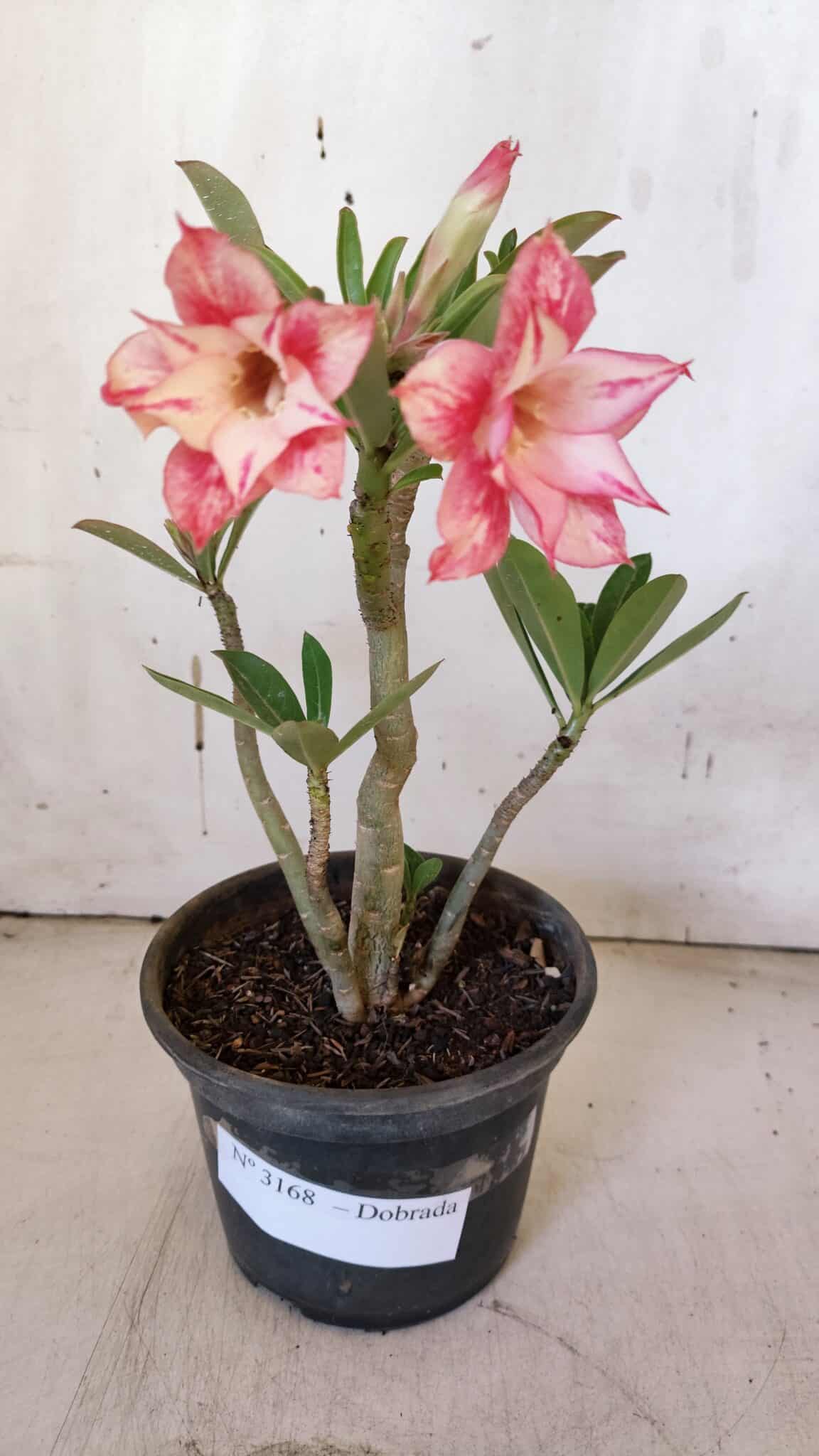 Planta Dobrada 3168 – 30cm – 02 anos