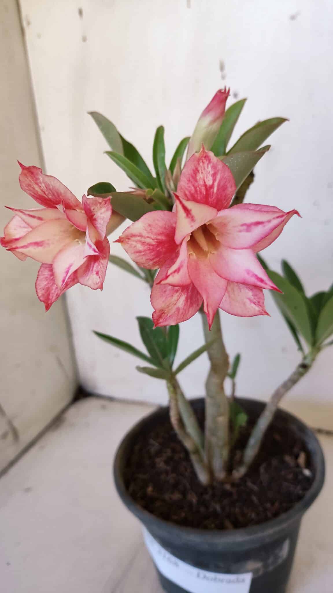 Planta Dobrada 3168 – 30cm – 02 anos