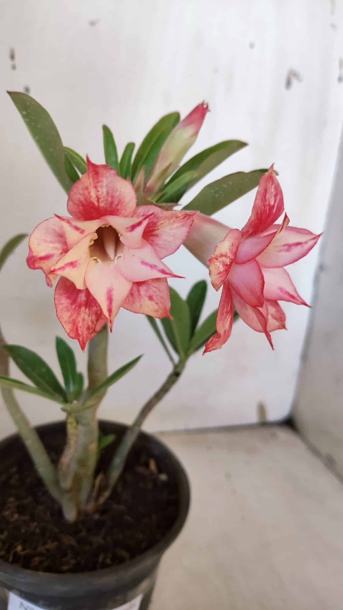 Planta Dobrada 3168 – 30cm – 02 anos