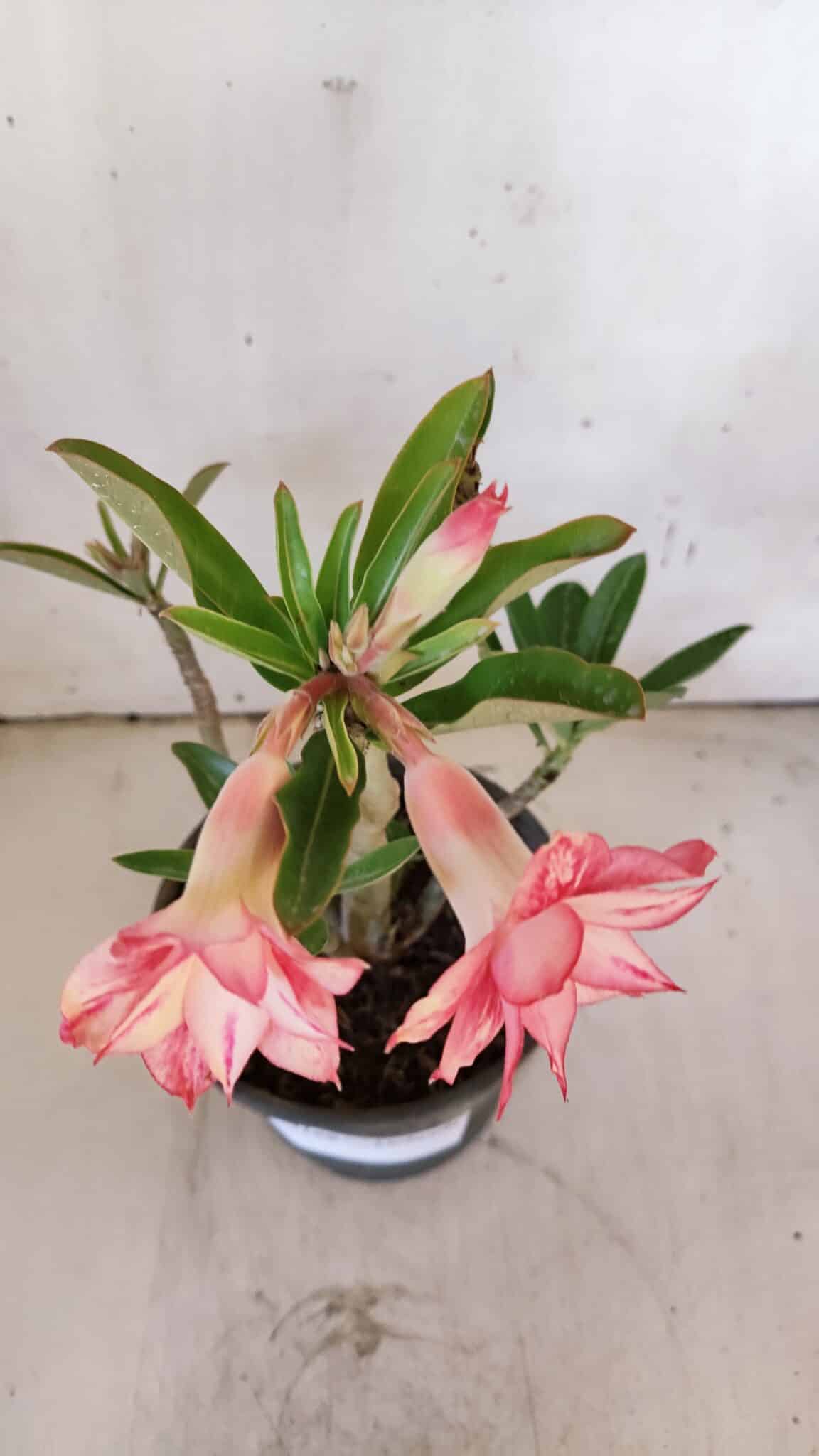 Planta Dobrada 3168 – 30cm – 02 anos
