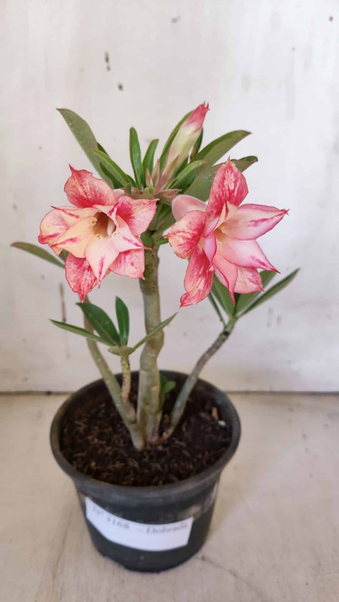 Planta Dobrada 3168 – 30cm – 02 anos