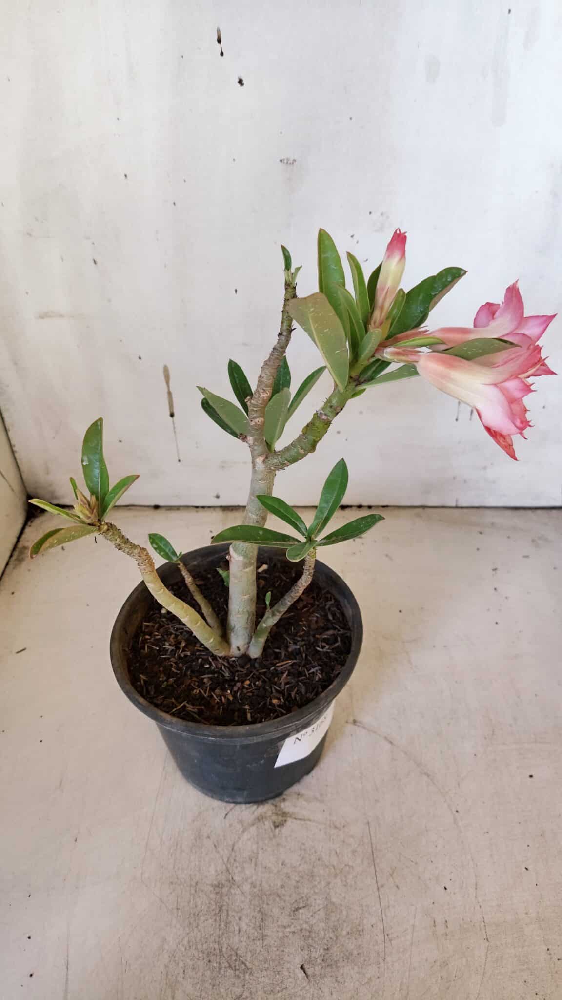 Planta Dobrada 3168 – 30cm – 02 anos