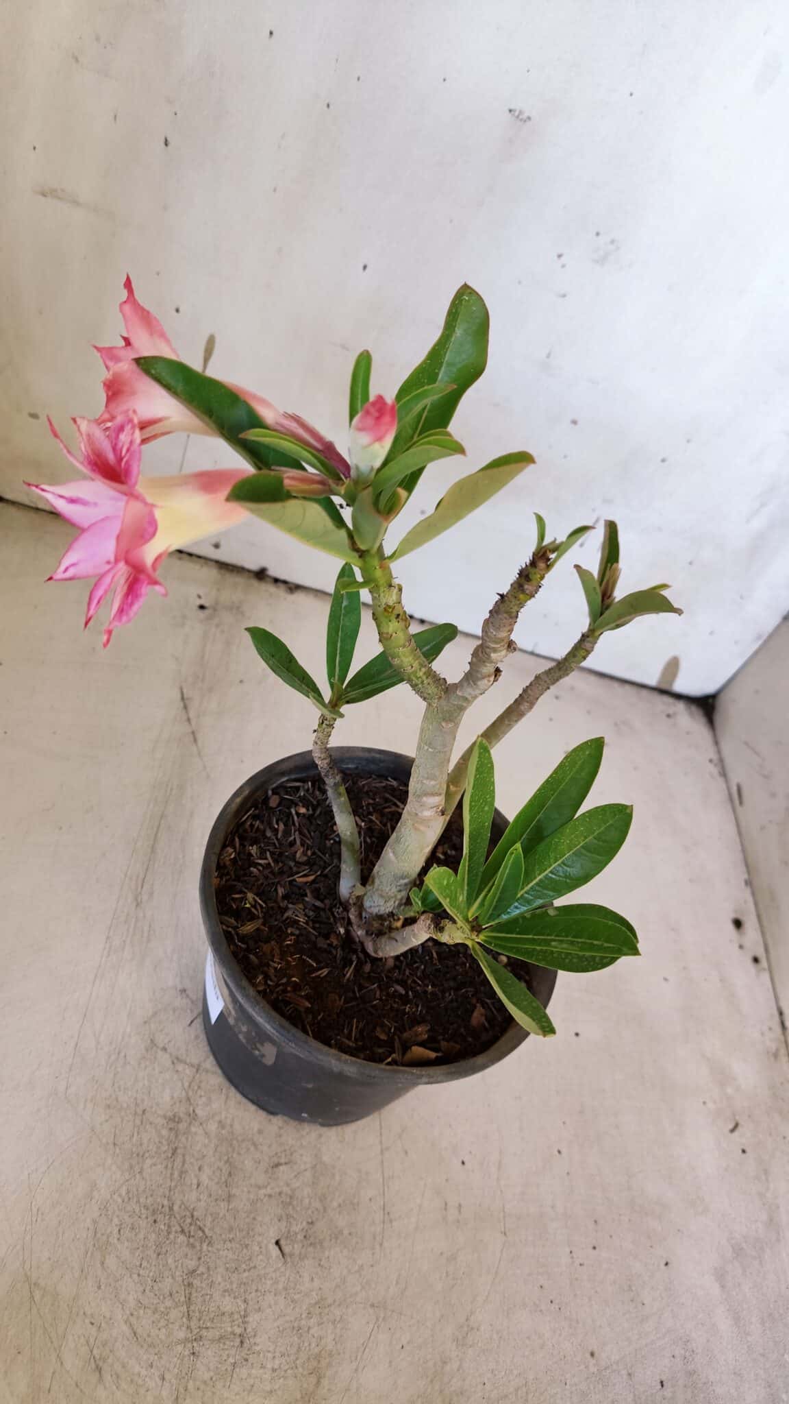 Planta Dobrada 3168 – 30cm – 02 anos