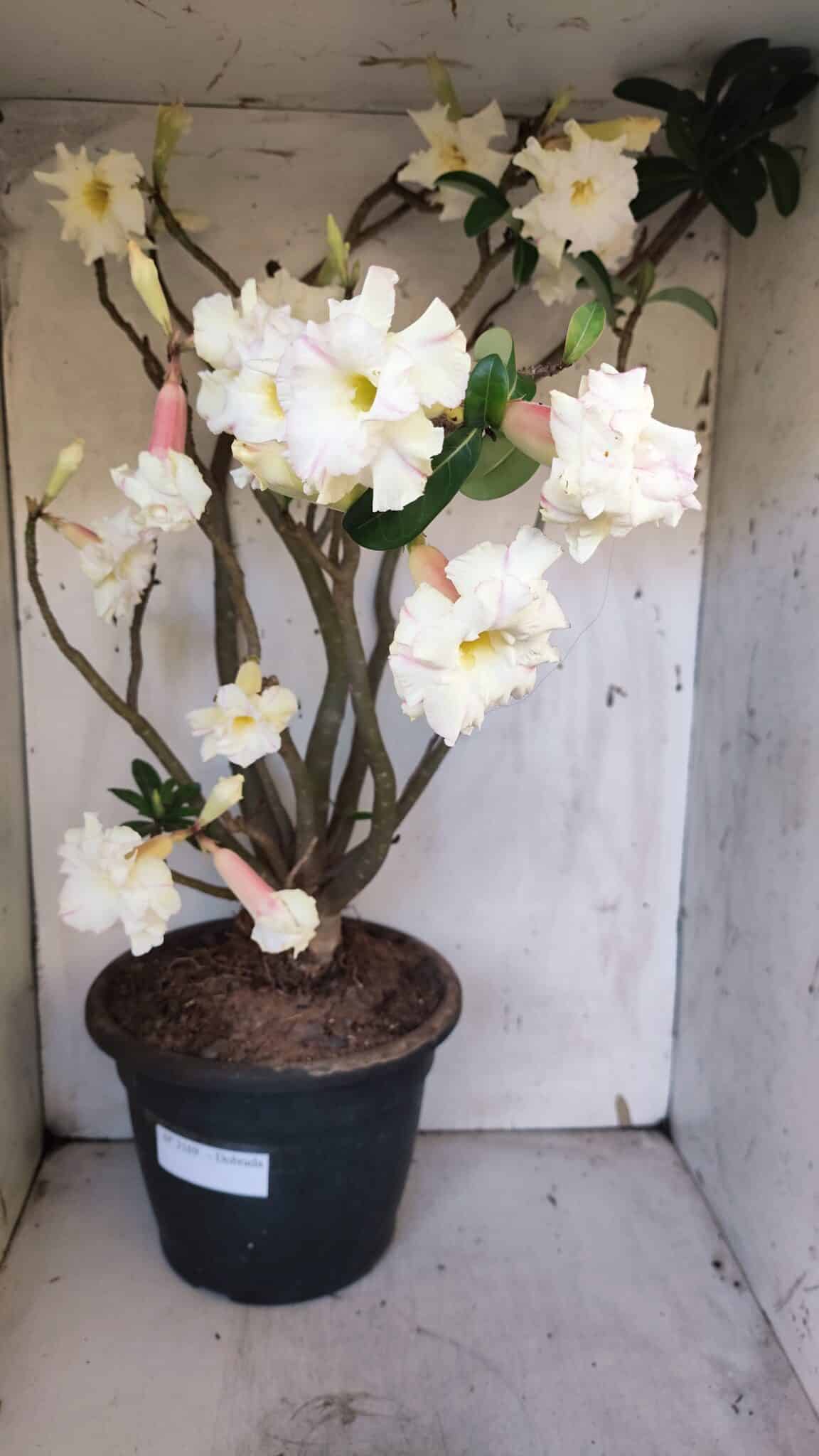 Planta Dobrada 3169 – 65cm – 05 anos