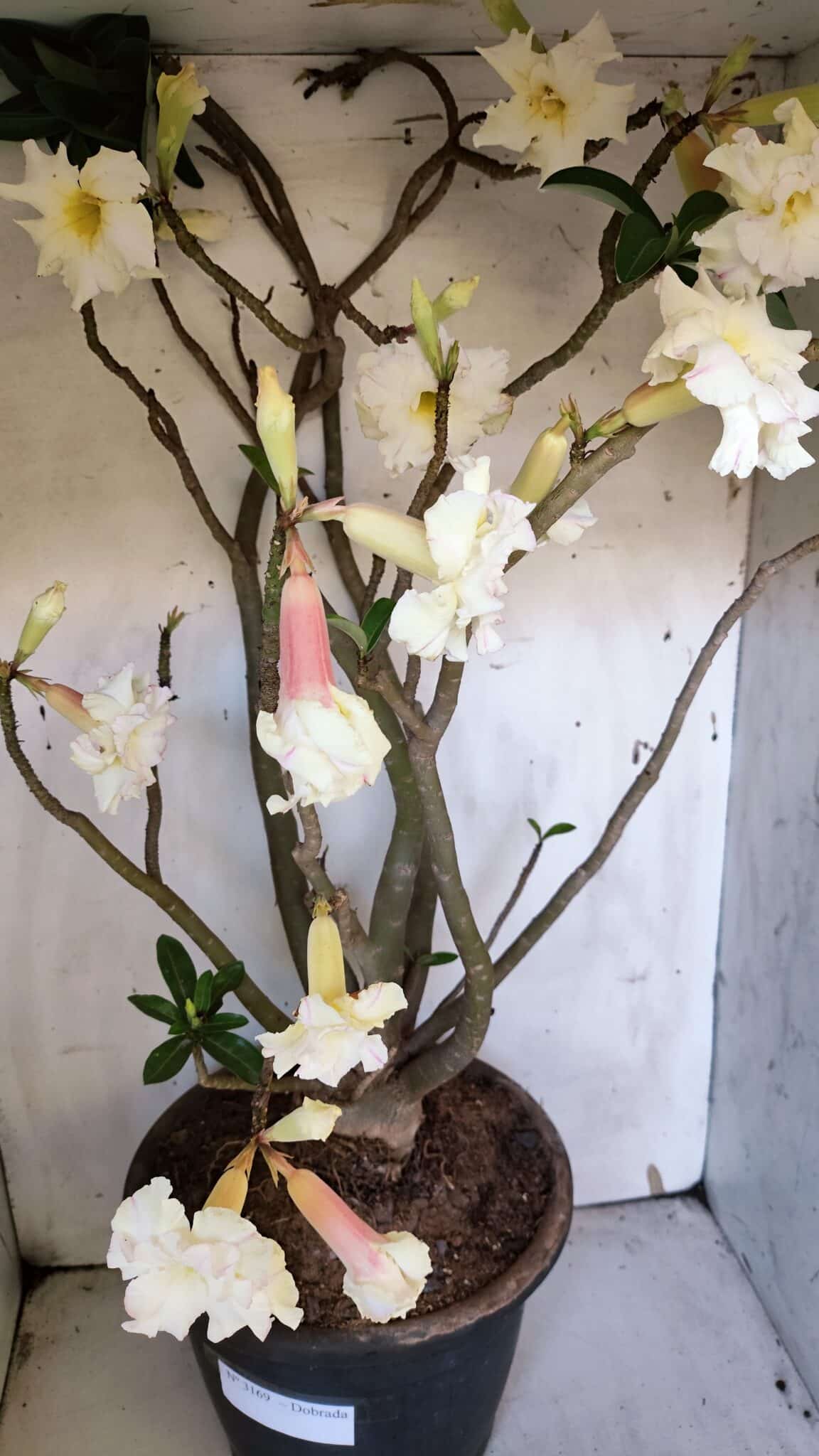 Planta Dobrada 3169 – 65cm – 05 anos