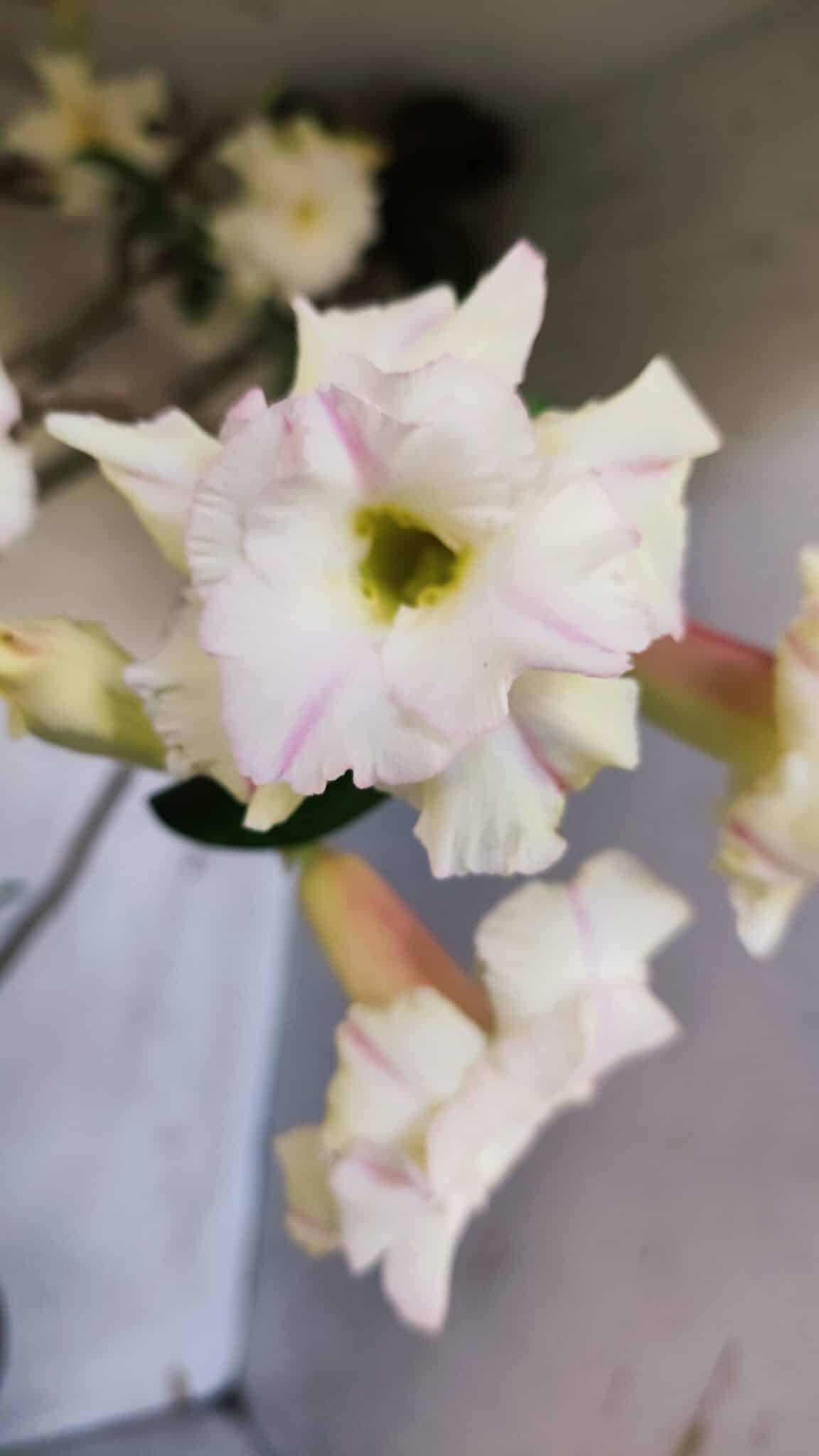 Planta Dobrada 3169 – 65cm – 05 anos