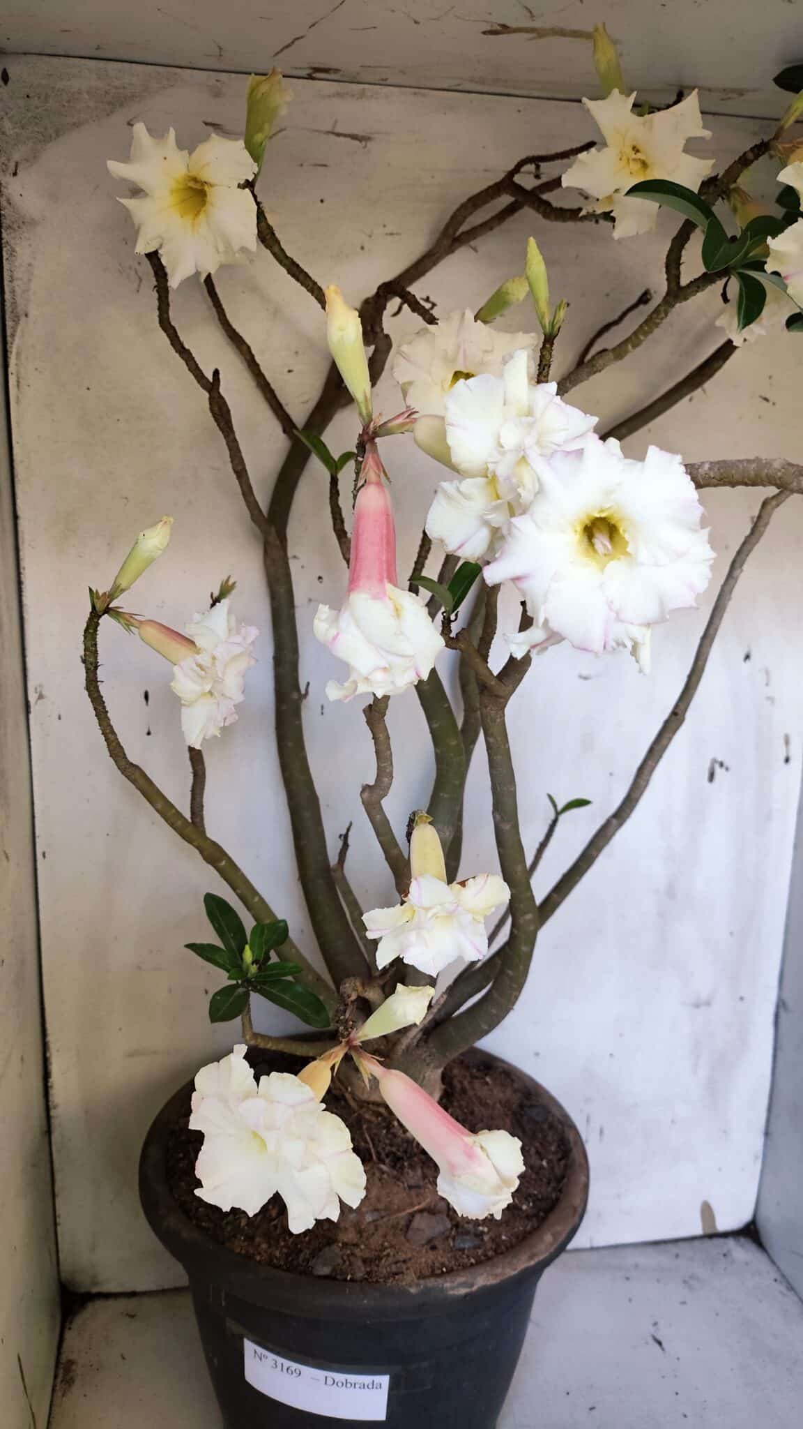 Planta Dobrada 3169 – 65cm – 05 anos