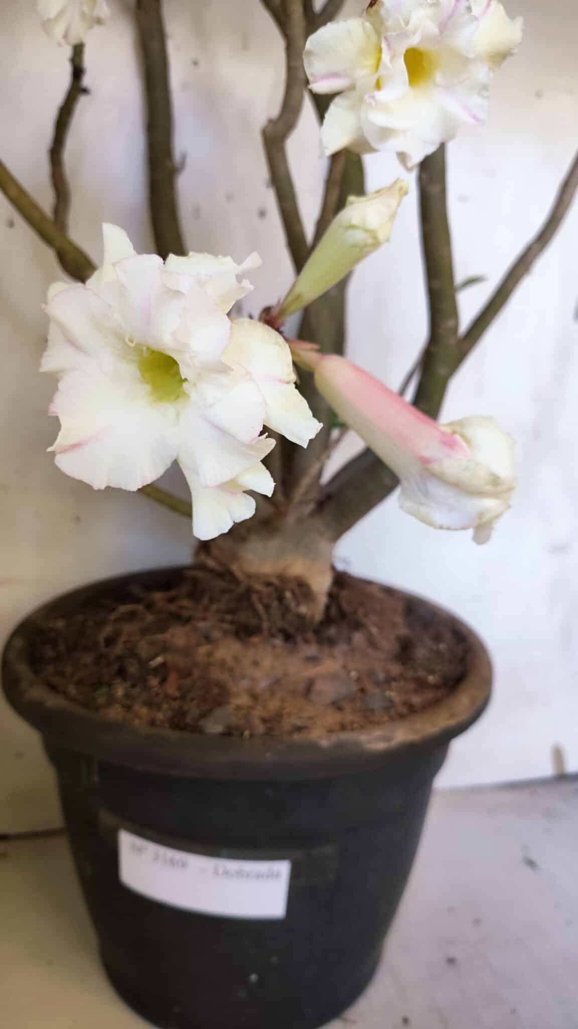 Planta Dobrada 3169 – 65cm – 05 anos