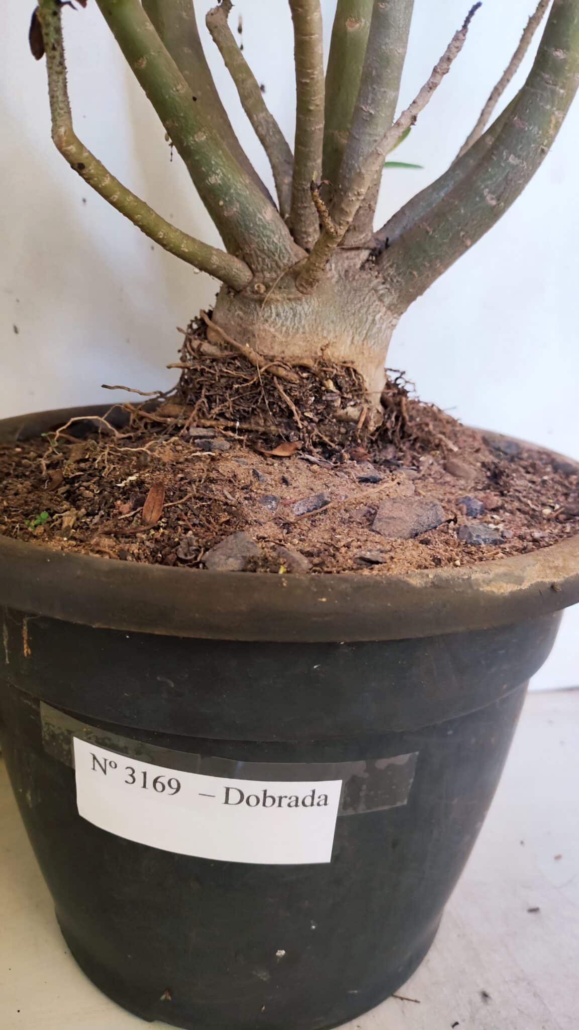 Planta Dobrada 3169 – 65cm – 05 anos