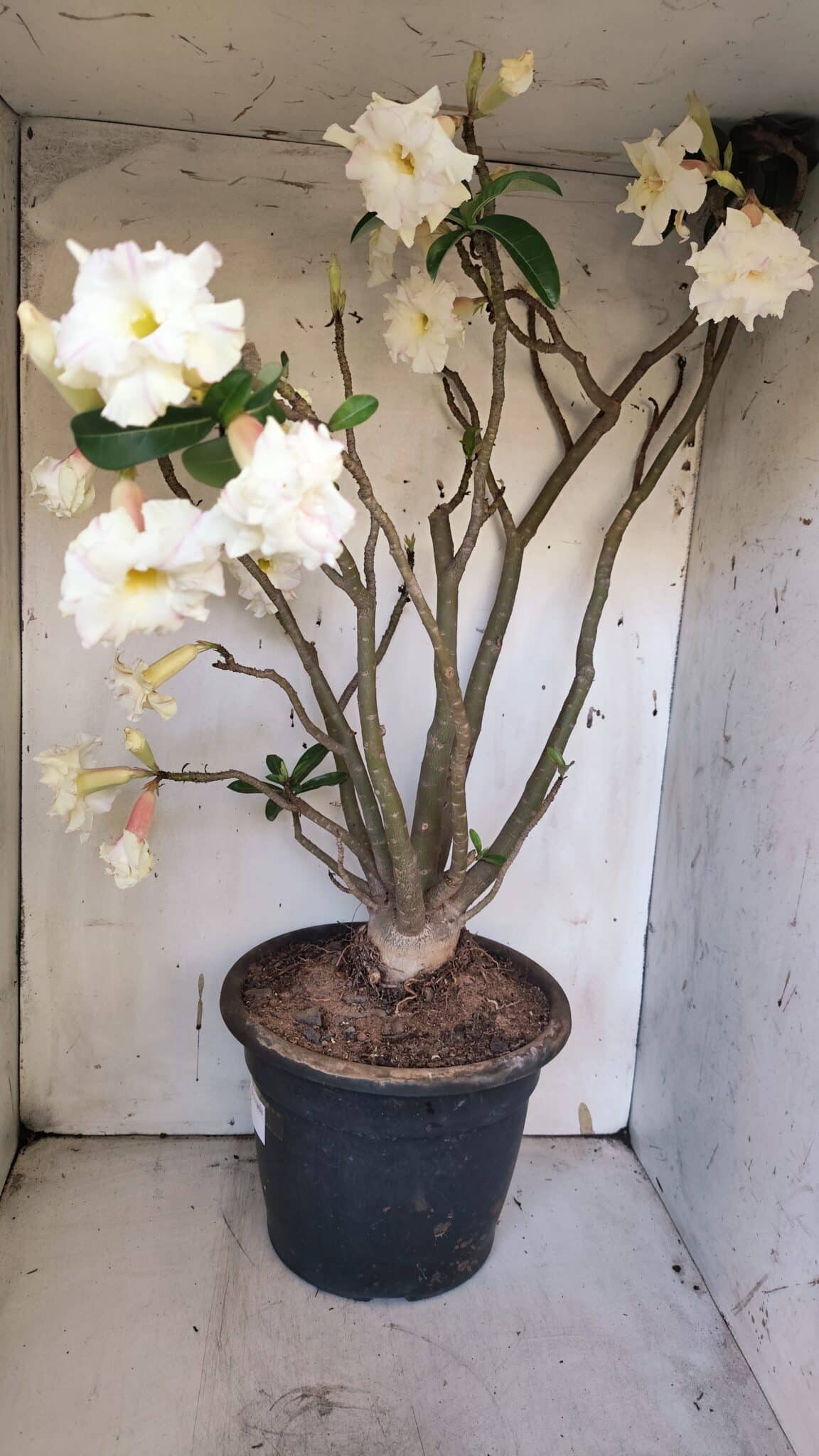 Planta Dobrada 3169 – 65cm – 05 anos