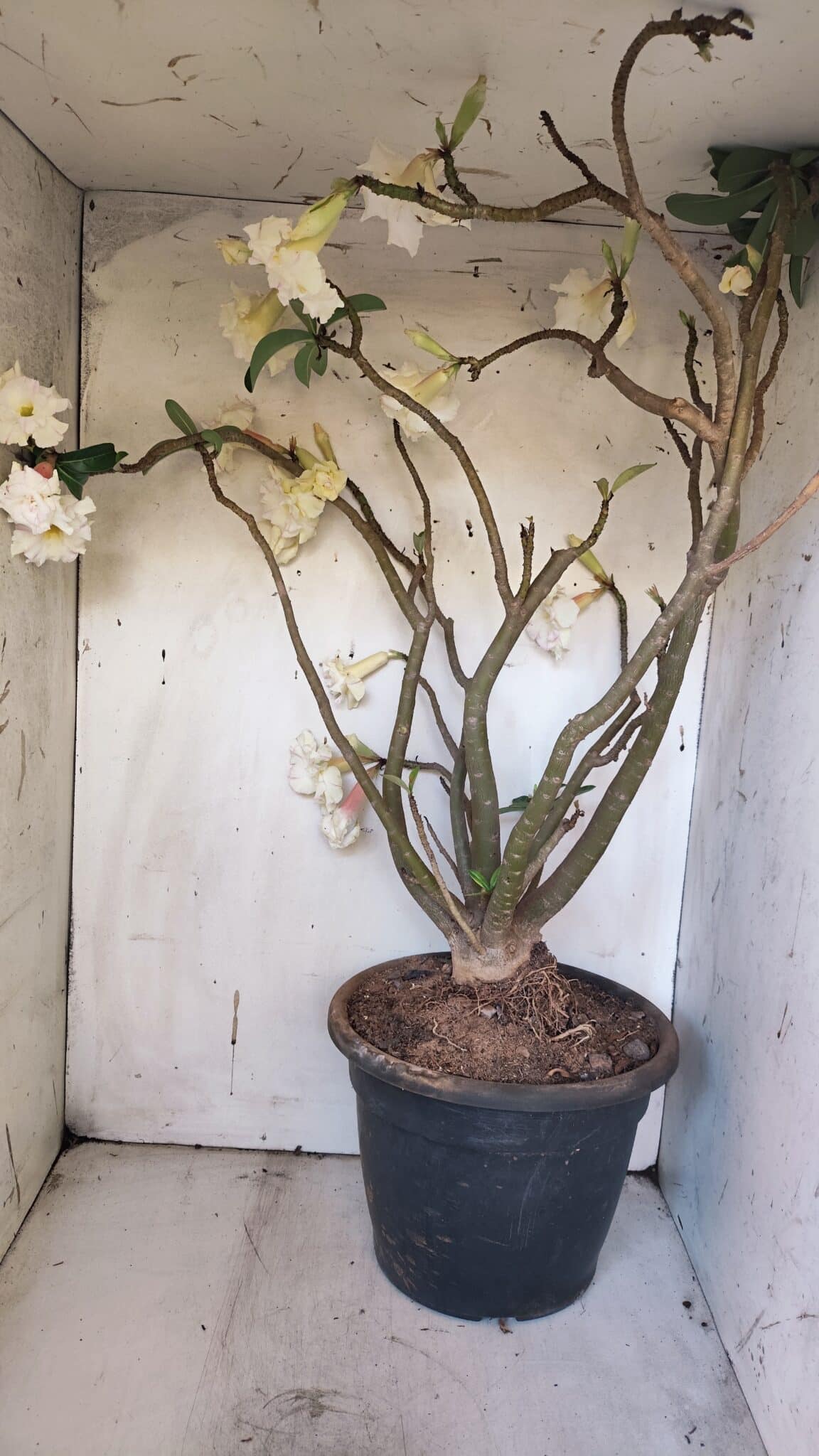 Planta Dobrada 3169 – 65cm – 05 anos