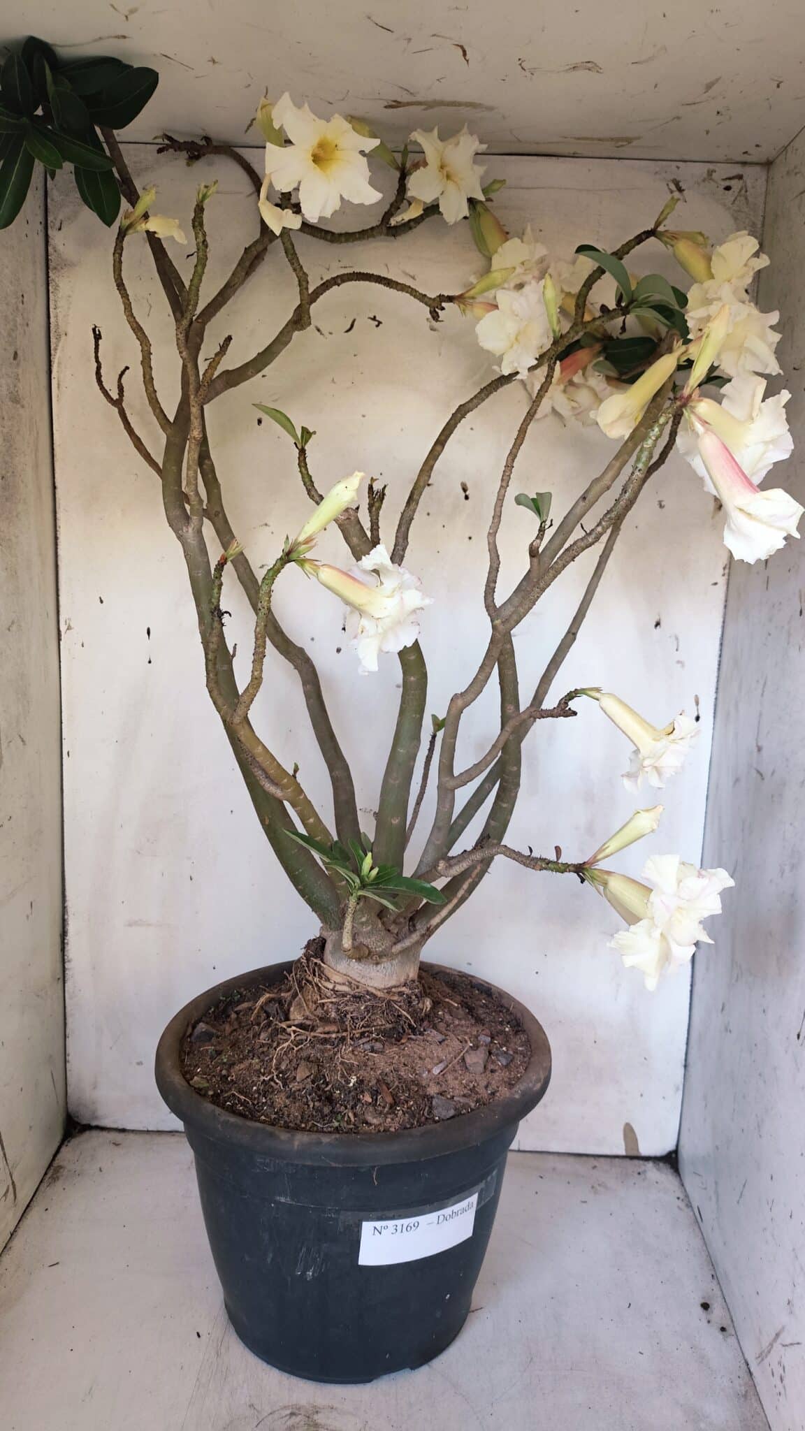 Planta Dobrada 3169 – 65cm – 05 anos