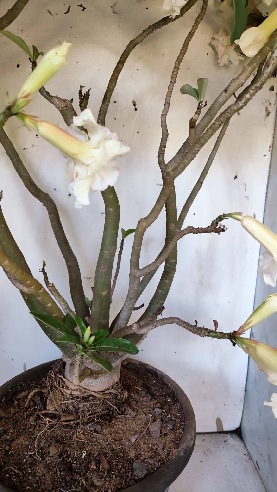 Planta Dobrada 3169 – 65cm – 05 anos