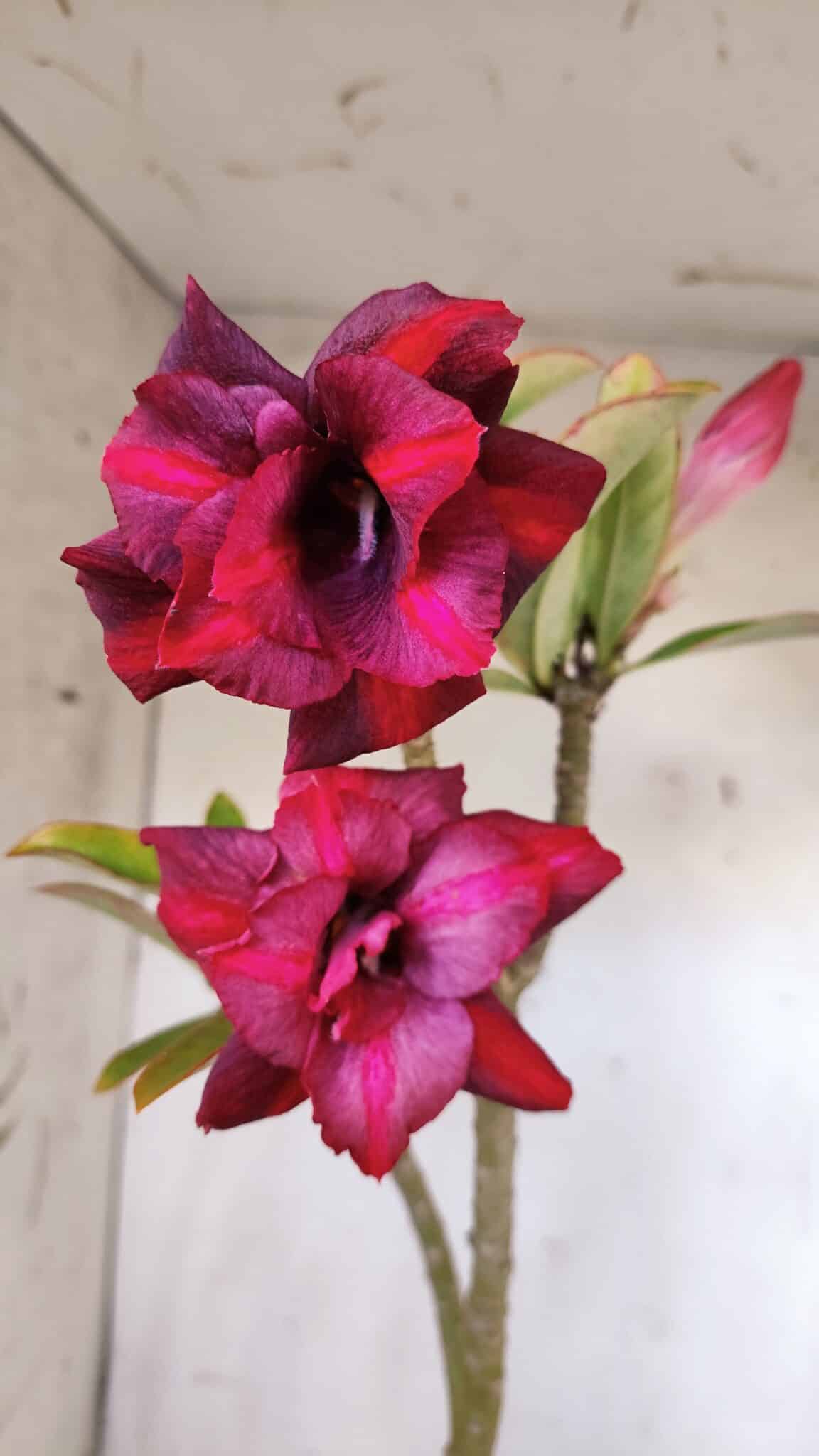 Planta Dobrada 3170 – 35cm – 03 anos