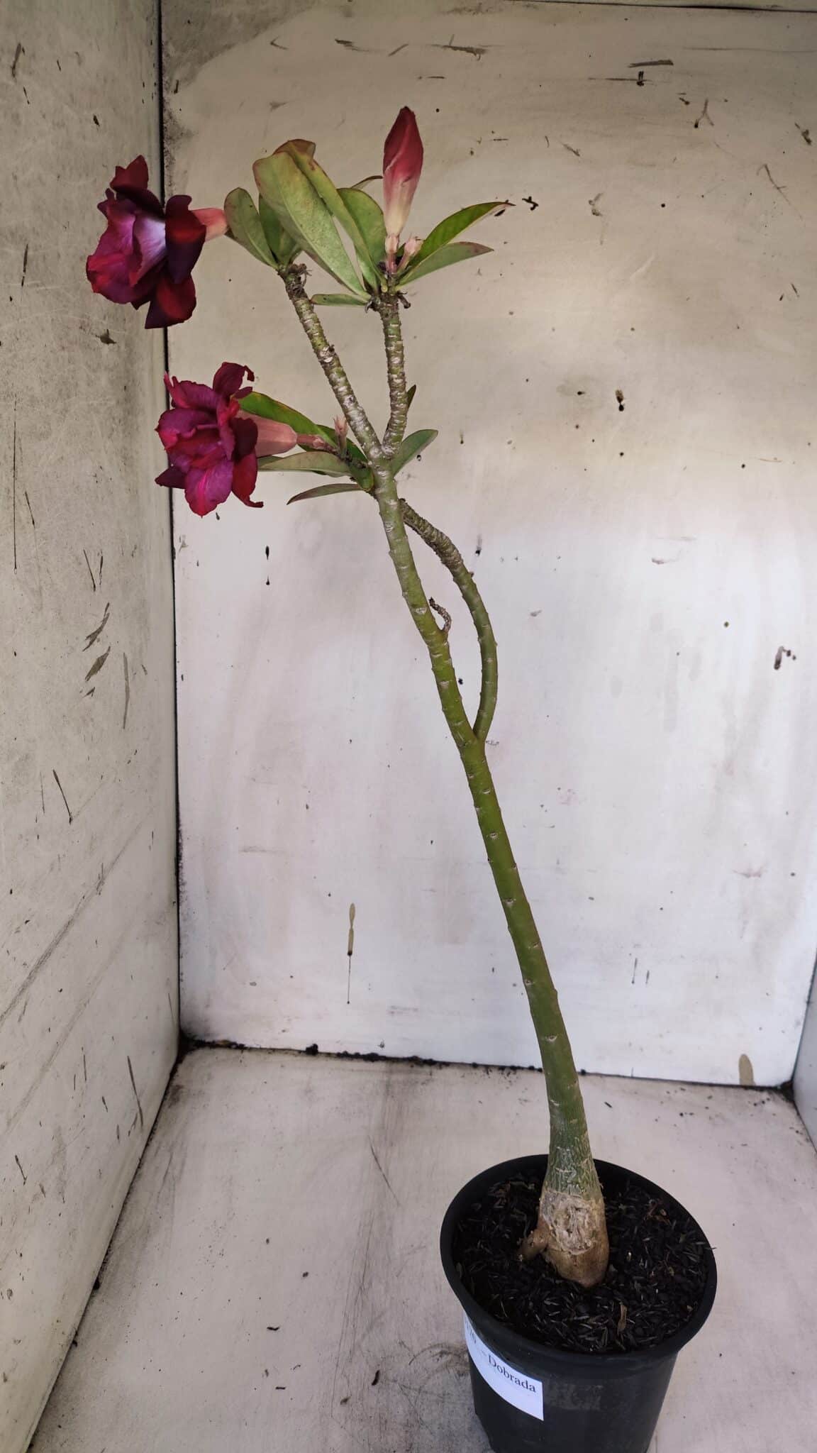 Planta Dobrada 3170 – 35cm – 03 anos
