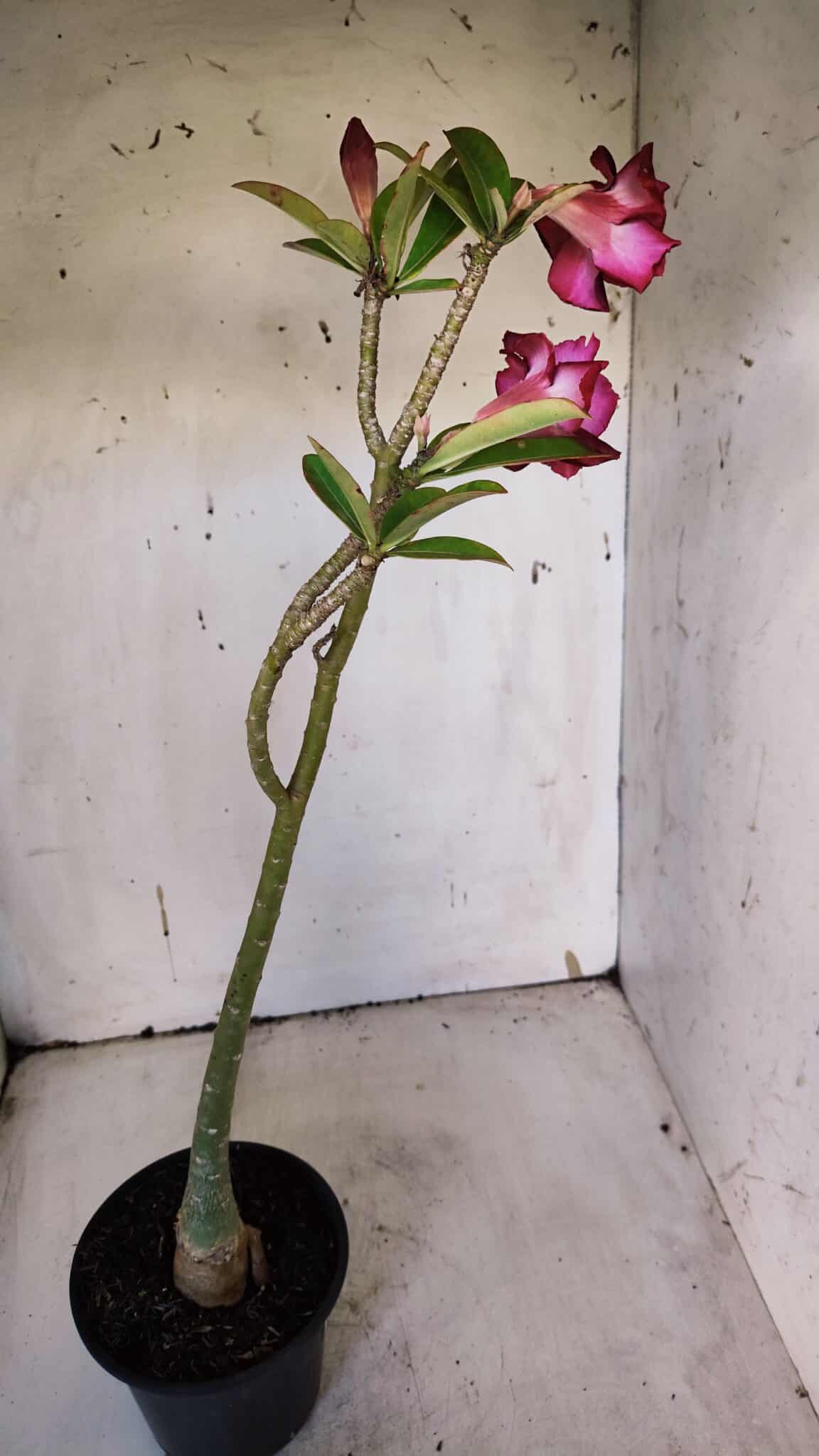 Planta Dobrada 3170 – 35cm – 03 anos