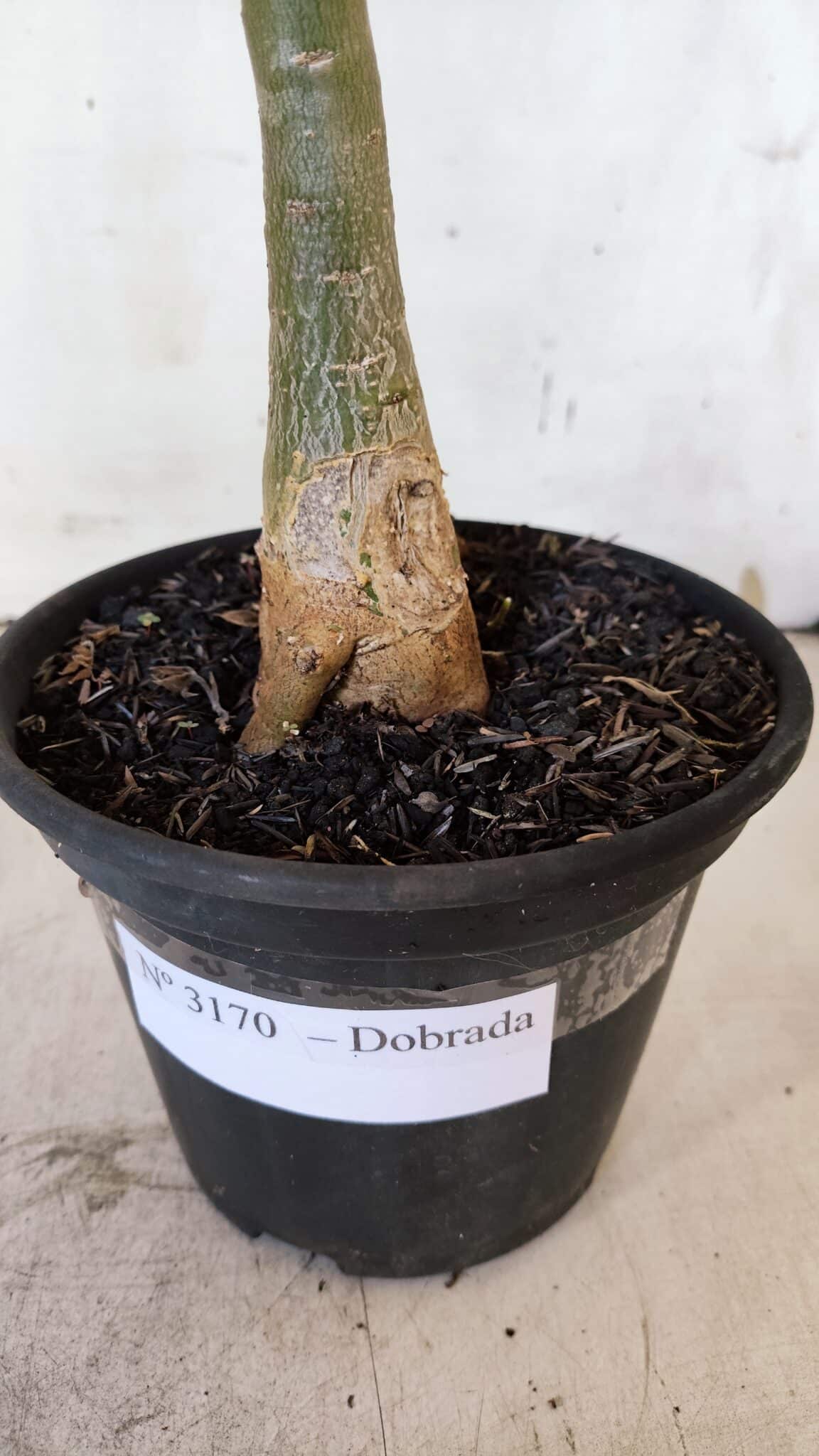 Planta Dobrada 3170 – 35cm – 03 anos