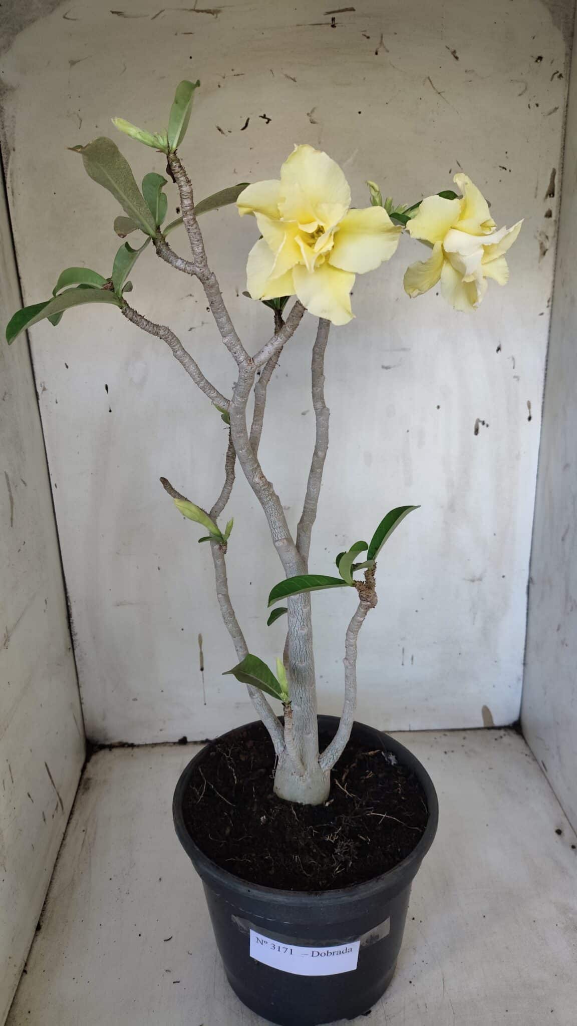 Planta Dobrada 3171 – 55cm – 03 anos