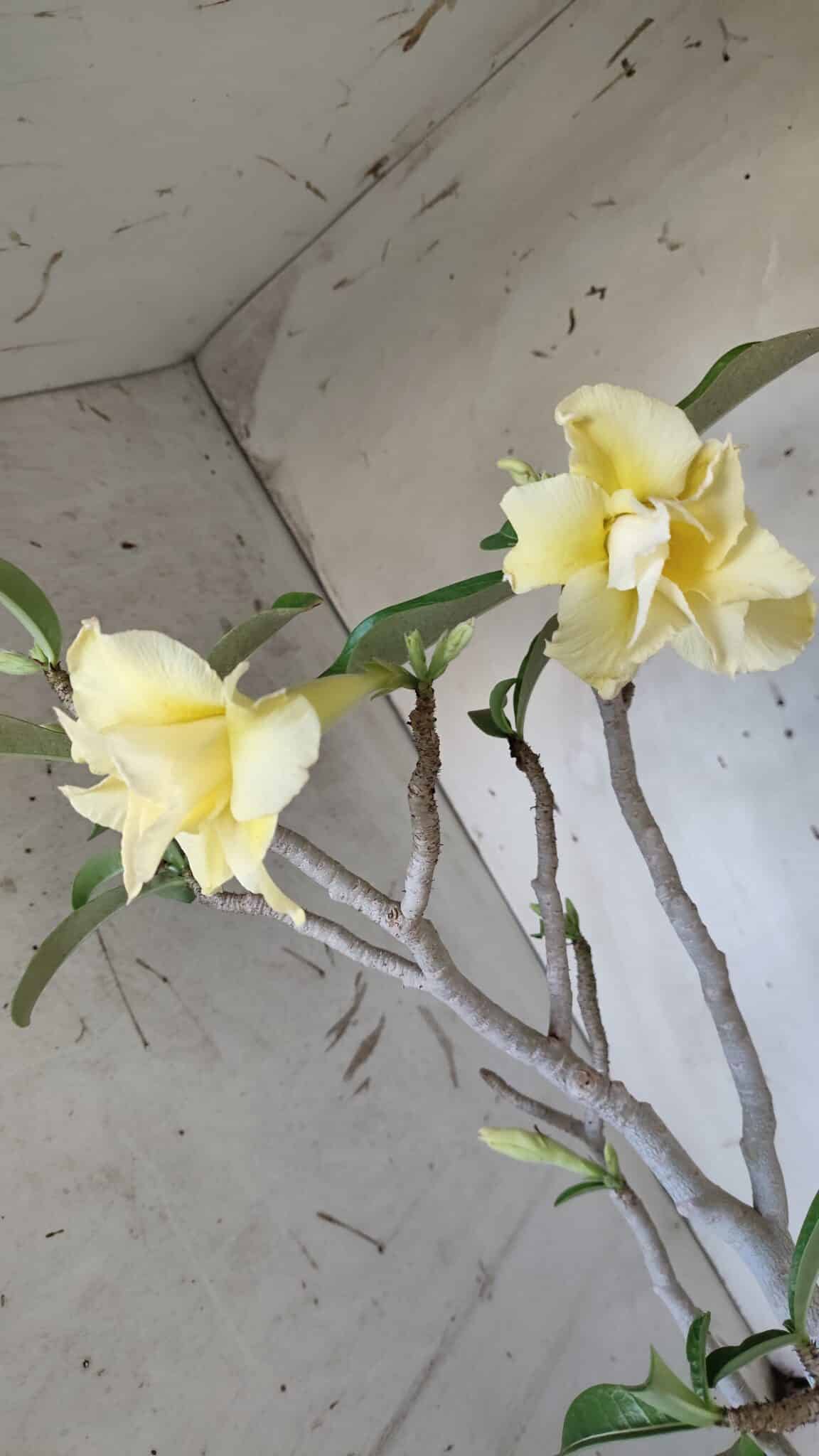 Planta Dobrada 3171 – 55cm – 03 anos