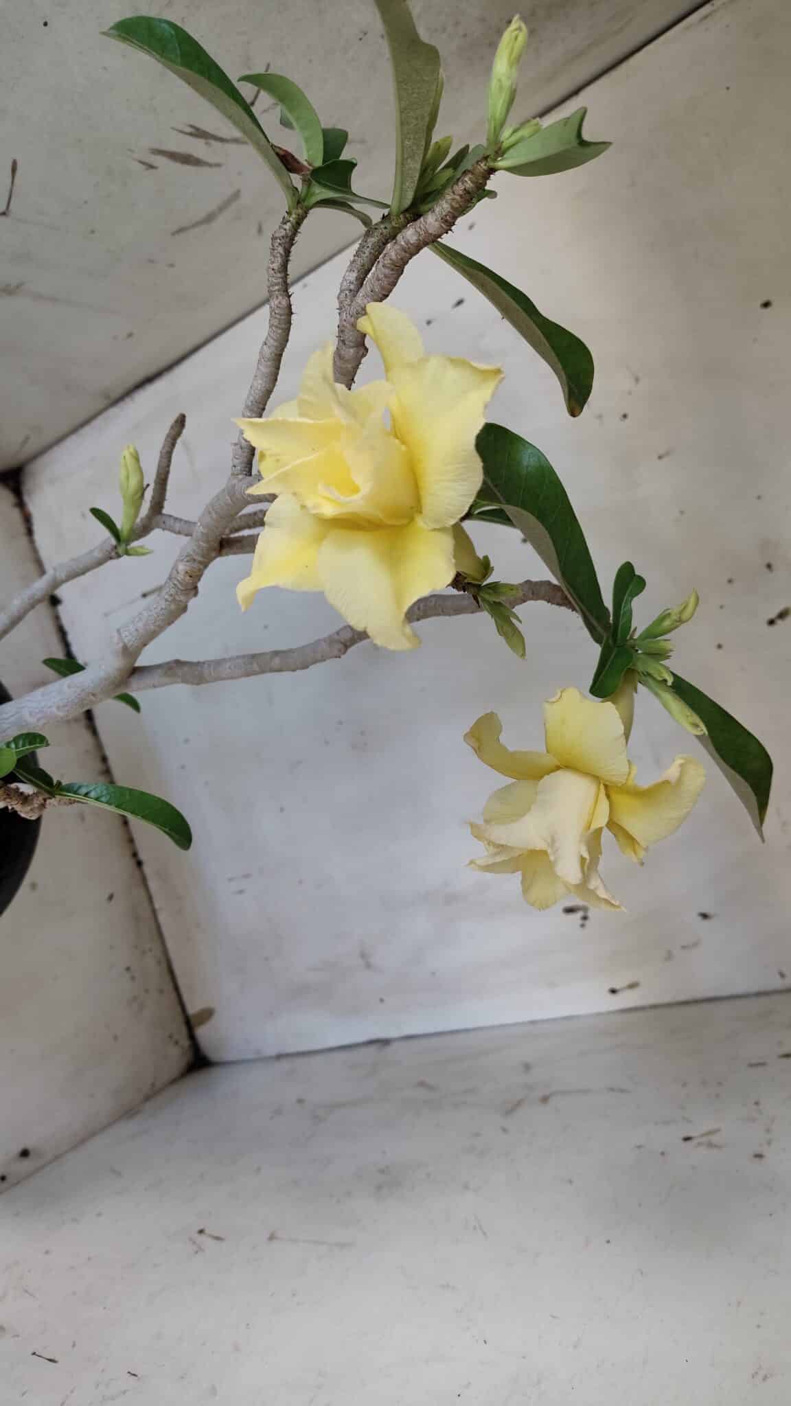Planta Dobrada 3171 – 55cm – 03 anos