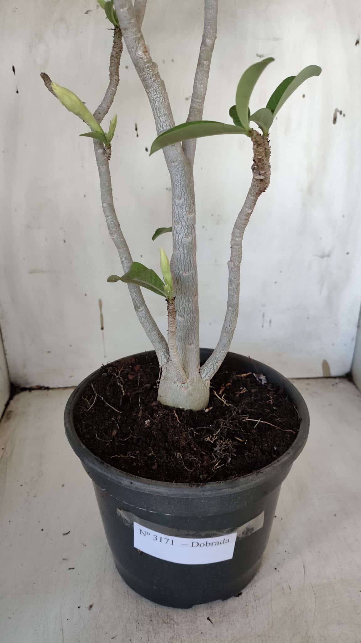 Planta Dobrada 3171 – 55cm – 03 anos