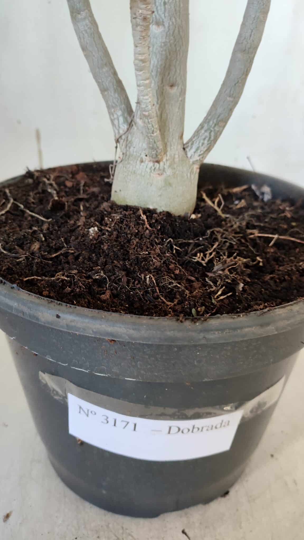 Planta Dobrada 3171 – 55cm – 03 anos