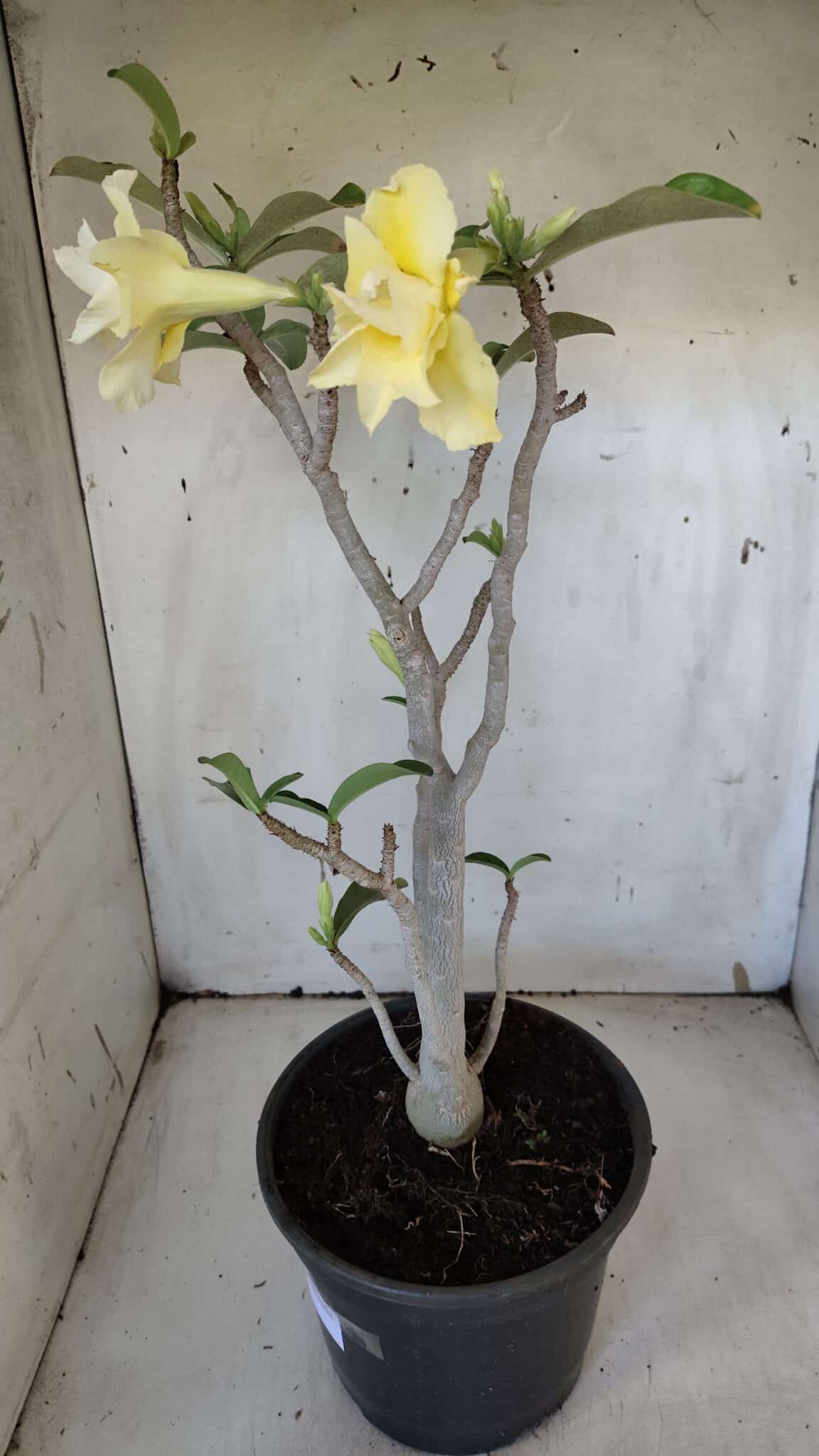 Planta Dobrada 3171 – 55cm – 03 anos