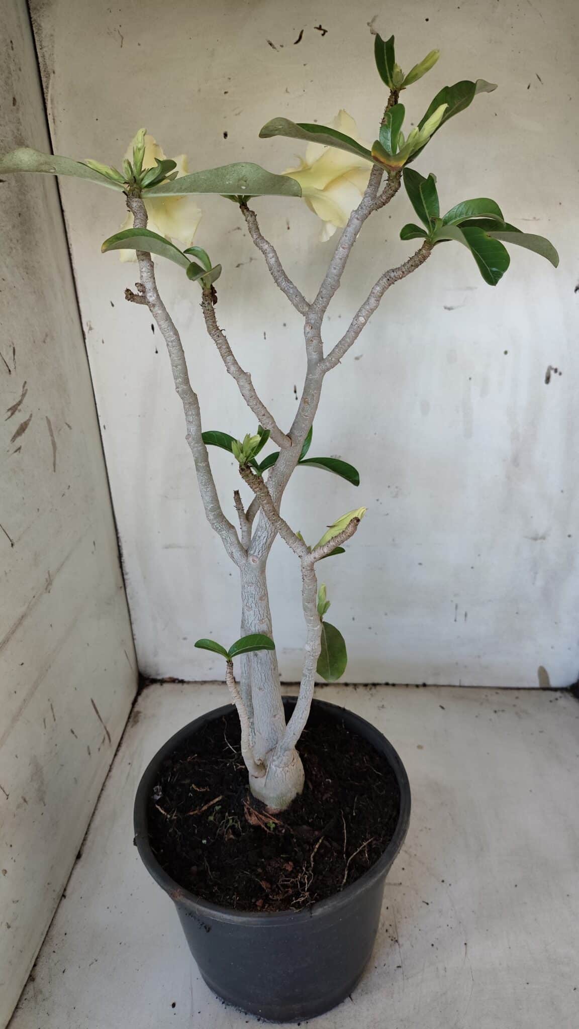 Planta Dobrada 3171 – 55cm – 03 anos