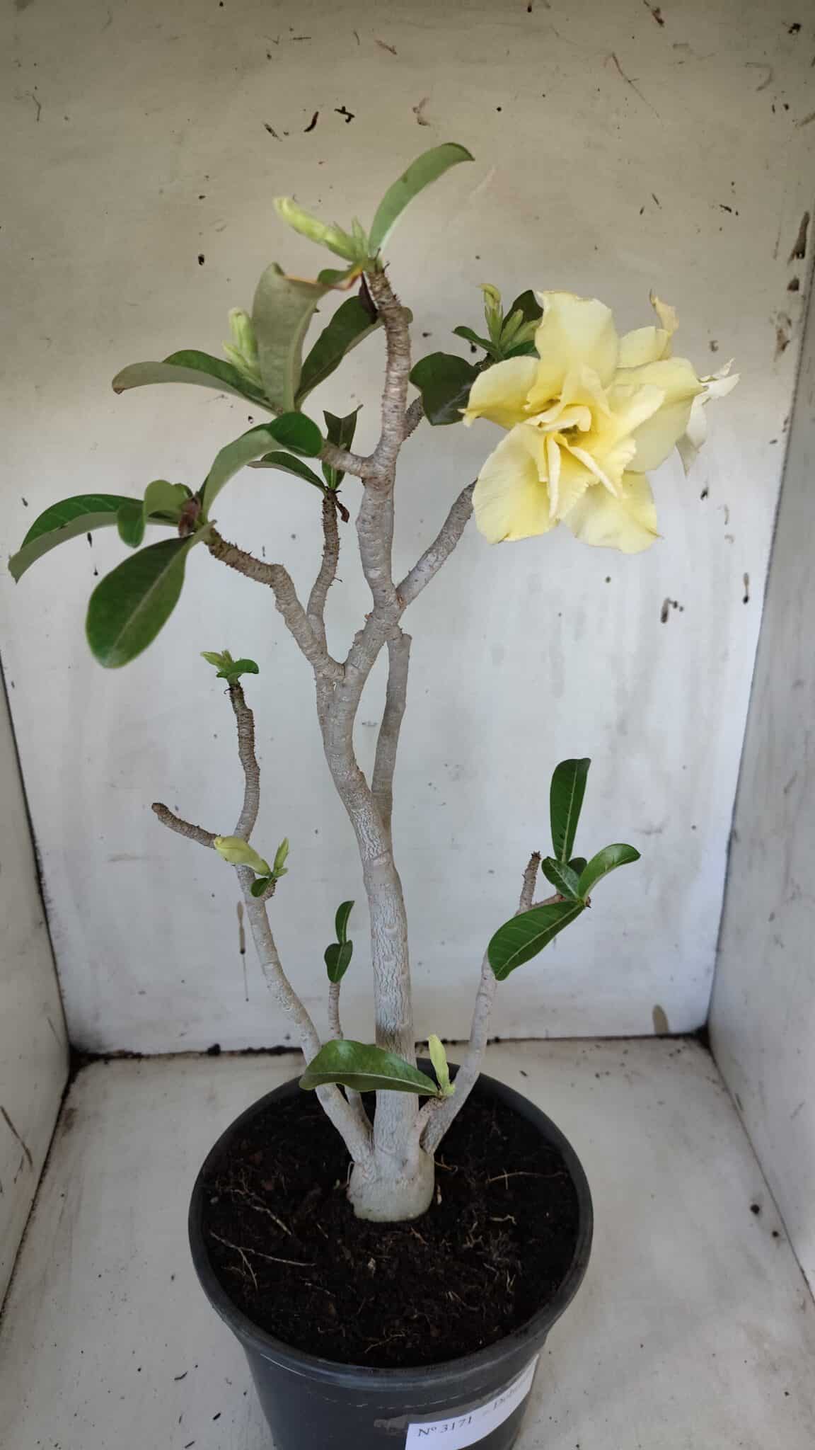 Planta Dobrada 3171 – 55cm – 03 anos