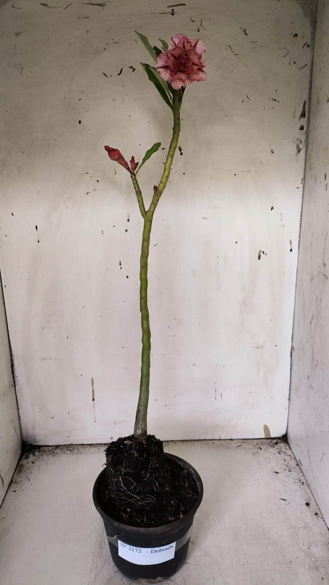 Planta Dobrada 3172 – 35cm – 03 anos