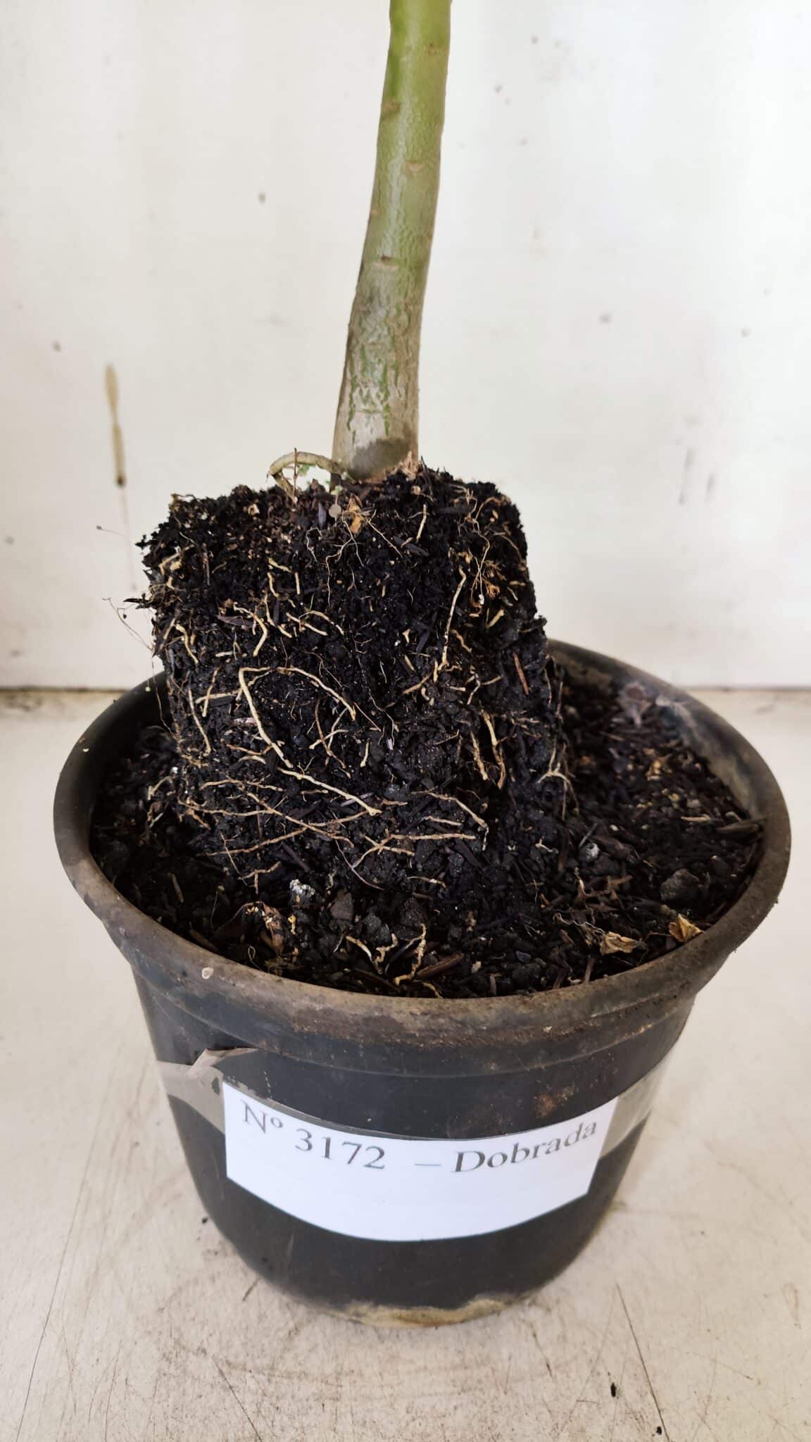 Planta Dobrada 3172 – 35cm – 03 anos