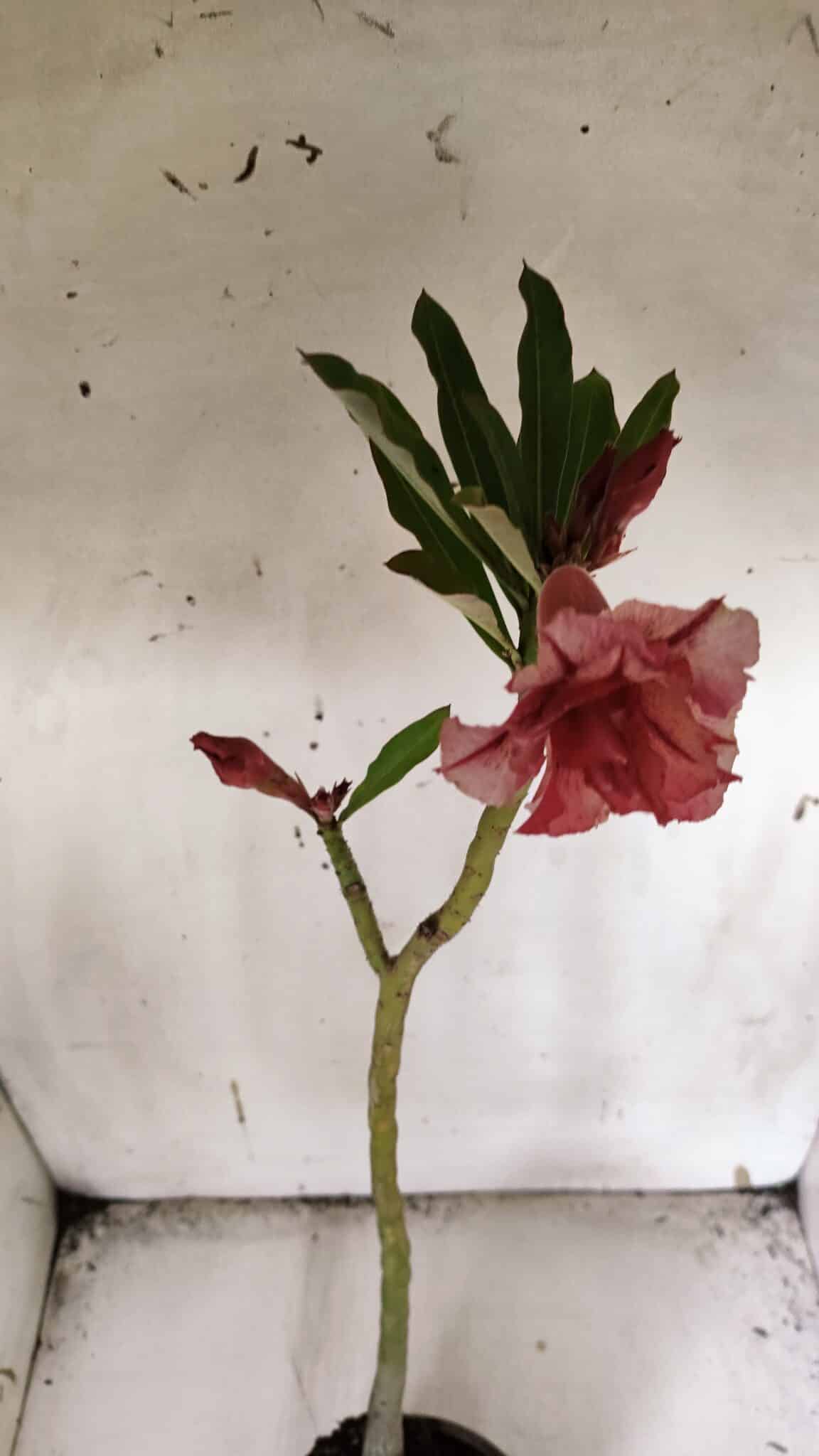 Planta Dobrada 3172 – 35cm – 03 anos