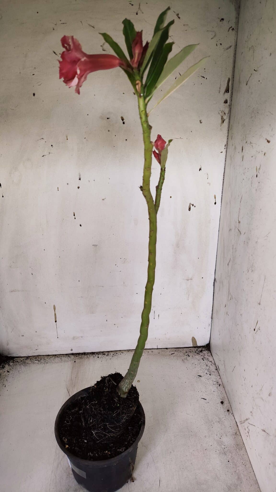 Planta Dobrada 3172 – 35cm – 03 anos
