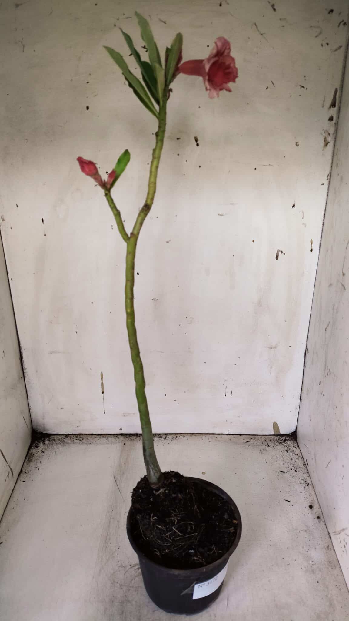 Planta Dobrada 3172 – 35cm – 03 anos