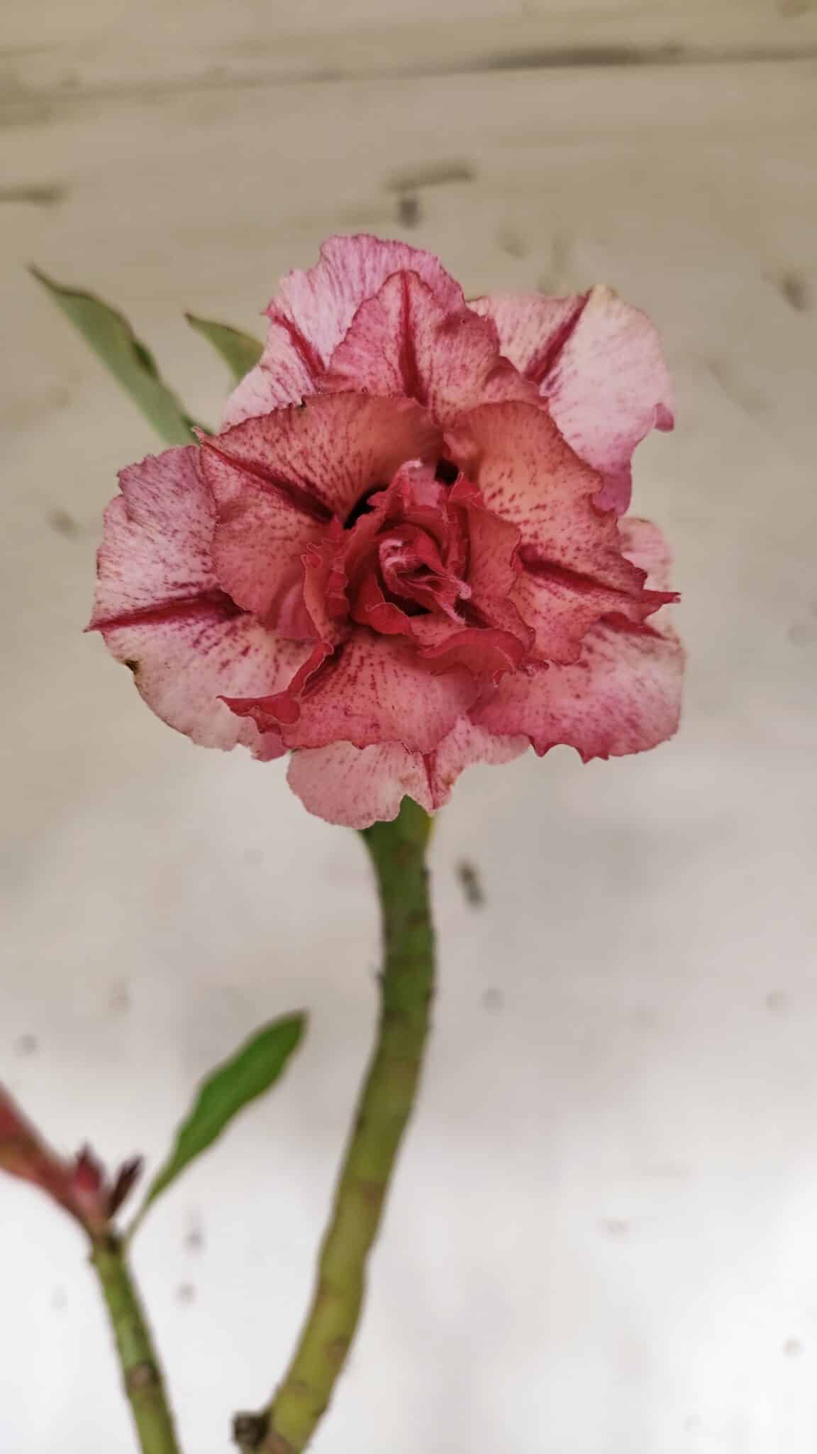 Planta Dobrada 3172 – 35cm – 03 anos