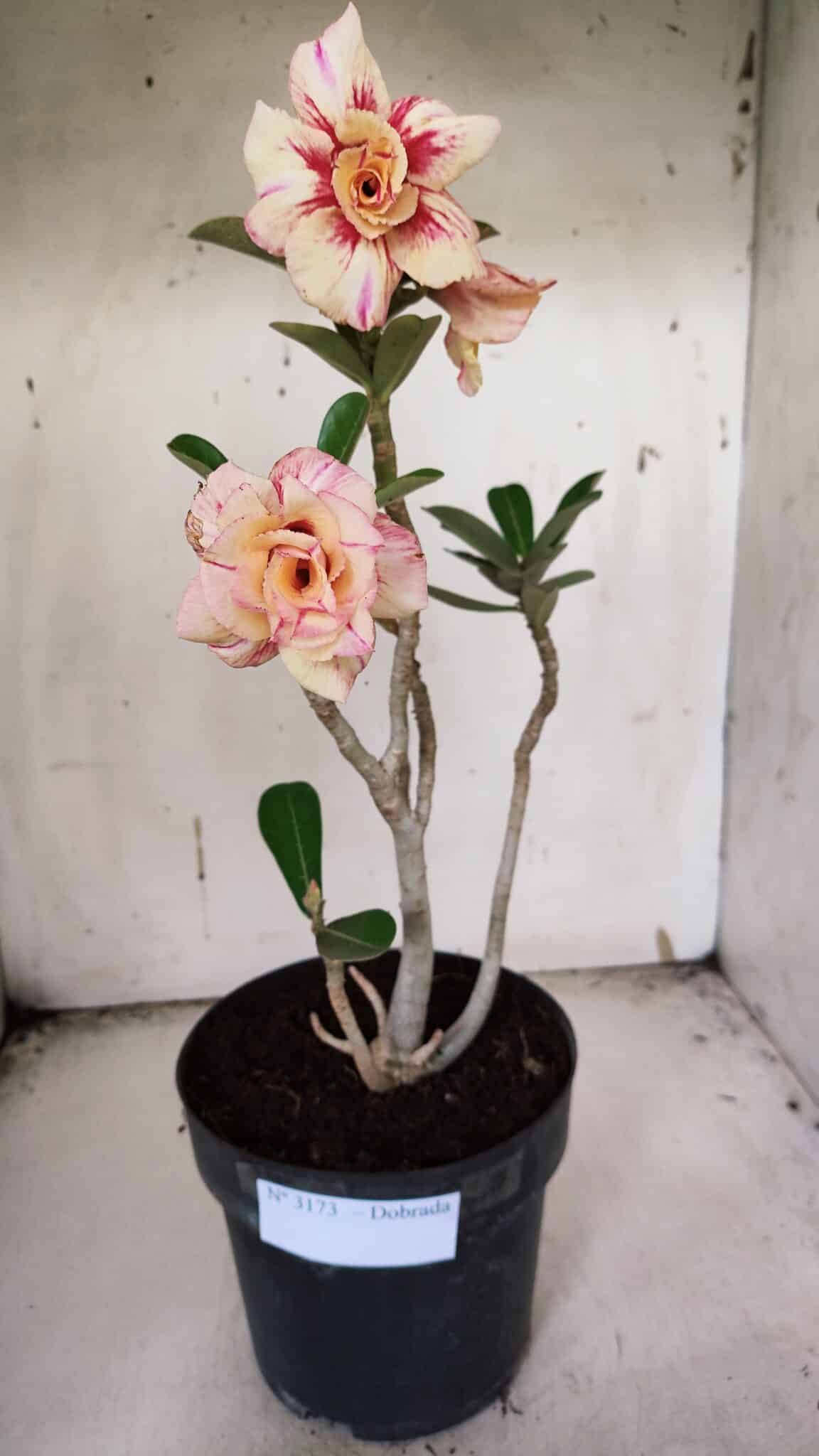 Planta Dobrada 3173 – 40cm – 03 anos