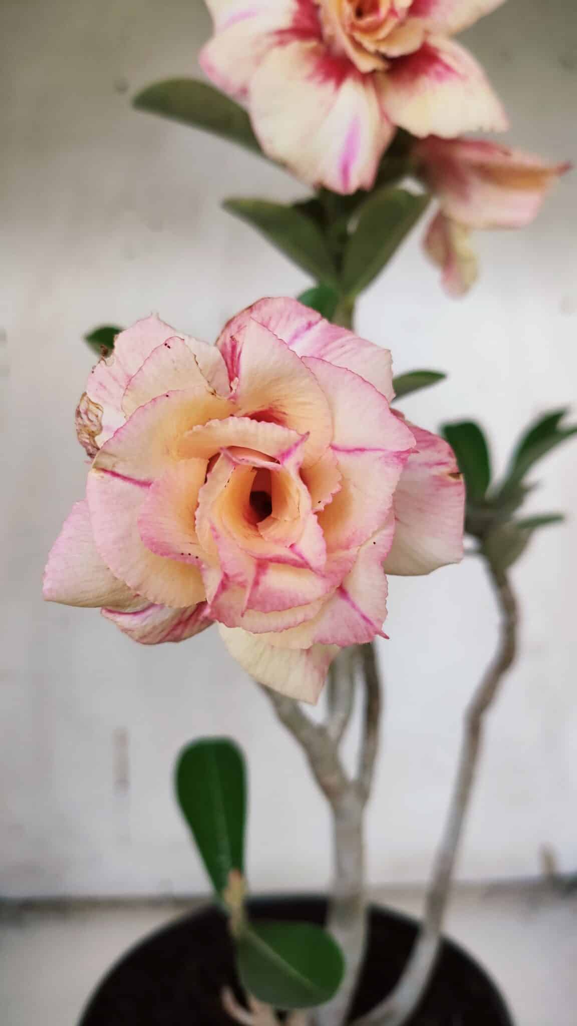 Planta Dobrada 3173 – 40cm – 03 anos
