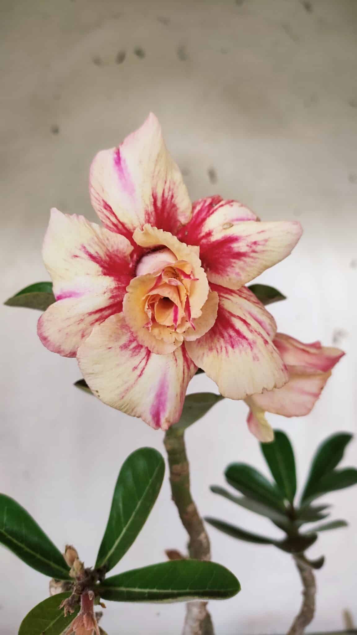 Planta Dobrada 3173 – 40cm – 03 anos