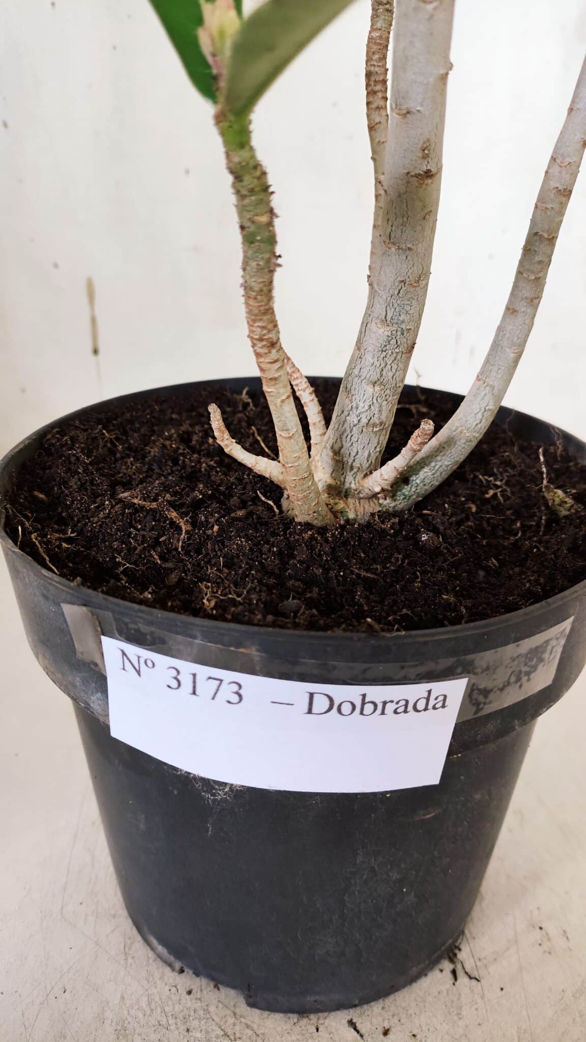 Planta Dobrada 3173 – 40cm – 03 anos